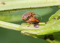 Leaf Beetles (Mating - Second Photo ) - Galerucella sp. They are still mating in this photo, but the female is defecating at the same time (see dark brown thing coming out of her rear).<br />
<br />
Habitat: On Solidago sp. (maybe); bog<br />
https://www.jungledragon.com/image/129809/leaf_beetles_mating_-_first_photo_-_galerucella_sp.html<br />
https://www.jungledragon.com/image/129807/leaf_beetles_mating_-_second_photo_-_galerucella_sp.html<br />
https://www.jungledragon.com/image/129808/leaf_beetles_mating_-_third_photo_-_galerucella_sp.html<br />
https://www.jungledragon.com/image/129810/leaf_beetles_post-copulation_-_galerucella_sp.html Geotagged,Spring,United States