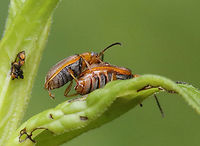 Leaf Beetles (Mating - Third Photo ) - Galerucella sp. They just finished up in this photo, but the male is still showing off his fuzzy-tipped aedeagus.<br />
<br />
Habitat: On Solidago sp. (maybe); bog<br />
https://www.jungledragon.com/image/129809/leaf_beetles_mating_-_first_photo_-_galerucella_sp.html<br />
https://www.jungledragon.com/image/129807/leaf_beetles_mating_-_second_photo_-_galerucella_sp.html<br />
https://www.jungledragon.com/image/129808/leaf_beetles_mating_-_third_photo_-_galerucella_sp.html<br />
https://www.jungledragon.com/image/129810/leaf_beetles_post-copulation_-_galerucella_sp.html Geotagged,Spring,United States
