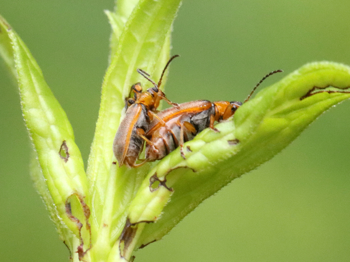 Leaf Beetles (Mating - First Photo) - Galerucella sp. I watched this couple for quite awhile. Here they are mid-mating.<br />
<br />
Habitat: On Solidago sp. (maybe); bog<br />
<figure class="photo"><a href="https://www.jungledragon.com/image/129809/leaf_beetles_mating_-_first_photo_-_galerucella_sp.html" title="Leaf Beetles (Mating - First Photo) - Galerucella sp."><img src="https://s3.amazonaws.com/media.jungledragon.com/images/3232/129809_thumb.jpg?AWSAccessKeyId=05GMT0V3GWVNE7GGM1R2&Expires=1769040010&Signature=gBOiHbOr5kItpfgzE%2BcBKW9qxtE%3D" width="200" height="152" alt="Leaf Beetles (Mating - First Photo) - Galerucella sp. I watched this couple for quite awhile. Here they are mid-mating.<br />
<br />
Habitat: On Solidago sp. (maybe); bog<br />
https://www.jungledragon.com/image/129809/leaf_beetles_mating_-_first_photo_-_galerucella_sp.html<br />
https://www.jungledragon.com/image/129807/leaf_beetles_mating_-_second_photo_-_galerucella_sp.html<br />
https://www.jungledragon.com/image/129808/leaf_beetles_mating_-_third_photo_-_galerucella_sp.html<br />
https://www.jungledragon.com/image/129810/leaf_beetles_post-copulation_-_galerucella_sp.html Chrysomelidae,Galerucella,Geotagged,Spring,United States,beetles" /></a></figure><br />
<figure class="photo"><a href="https://www.jungledragon.com/image/129807/leaf_beetles_mating_-_second_photo_-_galerucella_sp.html" title="Leaf Beetles (Mating - Second Photo ) - Galerucella sp."><img src="https://s3.amazonaws.com/media.jungledragon.com/images/3232/129807_thumb.jpg?AWSAccessKeyId=05GMT0V3GWVNE7GGM1R2&Expires=1769040010&Signature=FLksktUuXDOJuIHipKjMCgfAJ%2FU%3D" width="200" height="144" alt="Leaf Beetles (Mating - Second Photo ) - Galerucella sp. They are still mating in this photo, but the female is defecating  at the same time (see dark brown thing coming out of her rear).<br />
<br />
Habitat: On Solidago sp. (maybe); bog<br />
https://www.jungledragon.com/image/129809/leaf_beetles_mating_-_first_photo_-_galerucella_sp.html<br />
https://www.jungledragon.com/image/129807/leaf_beetles_mating_-_second_photo_-_galerucella_sp.html<br />
https://www.jungledragon.com/image/129808/leaf_beetles_mating_-_third_photo_-_galerucella_sp.html<br />
https://www.jungledragon.com/image/129810/leaf_beetles_post-copulation_-_galerucella_sp.html Geotagged,Spring,United States" /></a></figure><br />
<figure class="photo"><a href="https://www.jungledragon.com/image/129808/leaf_beetles_mating_-_third_photo_-_galerucella_sp.html" title="Leaf Beetles (Mating - Third Photo ) - Galerucella sp."><img src="https://s3.amazonaws.com/media.jungledragon.com/images/3232/129808_thumb.jpg?AWSAccessKeyId=05GMT0V3GWVNE7GGM1R2&Expires=1769040010&Signature=trFS%2FV7lj6gENsGr%2B07WhqgmaTc%3D" width="200" height="146" alt="Leaf Beetles (Mating - Third Photo ) - Galerucella sp. They just finished up in this photo, but the male is still showing off his fuzzy-tipped aedeagus.<br />
<br />
Habitat: On Solidago sp. (maybe); bog<br />
https://www.jungledragon.com/image/129809/leaf_beetles_mating_-_first_photo_-_galerucella_sp.html<br />
https://www.jungledragon.com/image/129807/leaf_beetles_mating_-_second_photo_-_galerucella_sp.html<br />
https://www.jungledragon.com/image/129808/leaf_beetles_mating_-_third_photo_-_galerucella_sp.html<br />
https://www.jungledragon.com/image/129810/leaf_beetles_post-copulation_-_galerucella_sp.html Geotagged,Spring,United States" /></a></figure><br />
<figure class="photo"><a href="https://www.jungledragon.com/image/129810/leaf_beetles_post-copulation_-_galerucella_sp.html" title="Leaf Beetles (Post-copulation) - Galerucella sp."><img src="https://s3.amazonaws.com/media.jungledragon.com/images/3232/129810_thumb.jpg?AWSAccessKeyId=05GMT0V3GWVNE7GGM1R2&Expires=1769040010&Signature=D5cO%2F9F2ZGmqJUTxDD1ZFYMlzQs%3D" width="122" height="152" alt="Leaf Beetles (Post-copulation) - Galerucella sp. Finished mating, but still hanging out.<br />
<br />
Habitat: On Solidago sp. (maybe); bog<br />
https://www.jungledragon.com/image/129809/leaf_beetles_mating_-_first_photo_-_galerucella_sp.html<br />
https://www.jungledragon.com/image/129807/leaf_beetles_mating_-_second_photo_-_galerucella_sp.html<br />
https://www.jungledragon.com/image/129808/leaf_beetles_mating_-_third_photo_-_galerucella_sp.html<br />
https://www.jungledragon.com/image/129810/leaf_beetles_post-copulation_-_galerucella_sp.html Geotagged,Spring,United States" /></a></figure> Chrysomelidae,Galerucella,Geotagged,Spring,United States,beetles