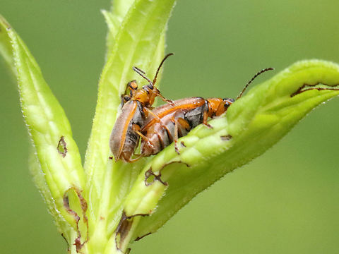 Leaf Beetles (Mating - First Photo) - Galerucella sp. I watched this couple for quite awhile. Here they are mid-mating.

Habitat: On Solidago sp. (maybe); bog
https://www.jungledragon.com/image/129809/leaf_beetles_mating_-_first_photo_-_galerucella_sp.html
https://www.jungledragon.com/image/129807/leaf_beetles_mating_-_second_photo_-_galerucella_sp.html
https://www.jungledragon.com/image/129808/leaf_beetles_mating_-_third_photo_-_galerucella_sp.html
https://www.jungledragon.com/image/129810/leaf_beetles_post-copulation_-_galerucella_sp.html Chrysomelidae,Galerucella,Geotagged,Spring,United States,beetles