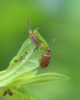 Leaf Beetles (Post-copulation) - Galerucella sp. Finished mating, but still hanging out.

Habitat: On Solidago sp. (maybe); bog
https://www.jungledragon.com/image/129809/leaf_beetles_mating_-_first_photo_-_galerucella_sp.html
https://www.jungledragon.com/image/129807/leaf_beetles_mating_-_second_photo_-_galerucella_sp.html
https://www.jungledragon.com/image/129808/leaf_beetles_mating_-_third_photo_-_galerucella_sp.html
https://www.jungledragon.com/image/129810/leaf_beetles_post-copulation_-_galerucella_sp.html Geotagged,Spring,United States