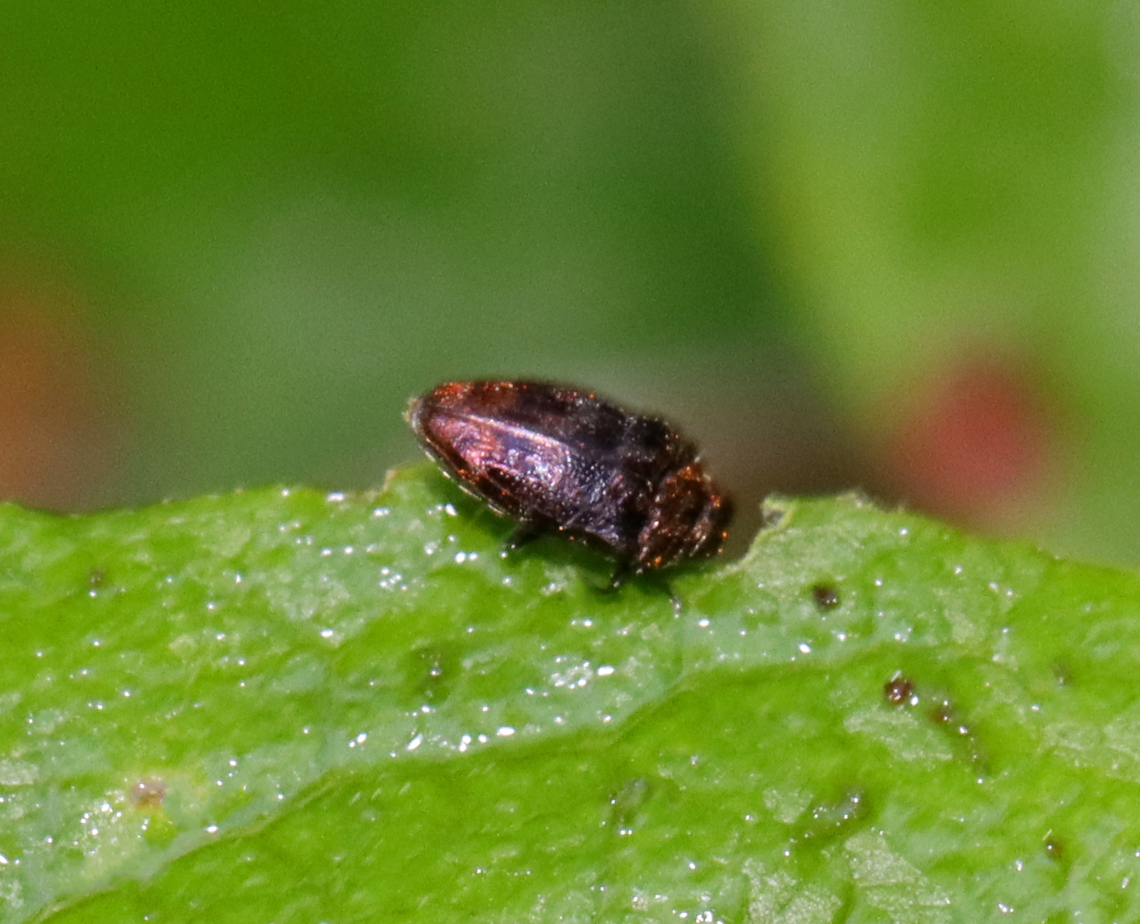 Brachys aerosus Tiny and shiny.<br />
<br />
Habitat: Mixed forest; found on oak (Quercus sp.) Brachys aerosus,Buprestidae,Geotagged,Spring,United States,beetle,brachys