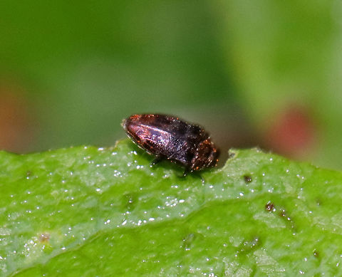 Brachys aerosus Tiny and shiny.

Habitat: Mixed forest; found on oak (Quercus sp.) Brachys aerosus,Buprestidae,Geotagged,Spring,United States,beetle,brachys