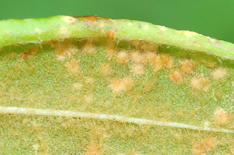 Rust Fungus Host: Rhododendron sp. (maybe); mixed forest
https://www.jungledragon.com/image/129814/rust_fungus.html
https://www.jungledragon.com/image/129813/rust_fungus.html
https://www.jungledragon.com/image/129812/rust_fungus.html Geotagged,Spring,United States