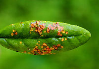 Rust Fungus Host: Rhododendron sp. (maybe); mixed forest<br />
https://www.jungledragon.com/image/129814/rust_fungus.html<br />
https://www.jungledragon.com/image/129813/rust_fungus.html<br />
https://www.jungledragon.com/image/129812/rust_fungus.html Geotagged,Rhododendron,Spring,United States,fungus,rust