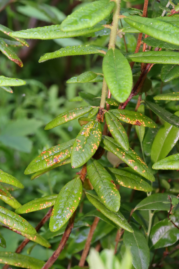 Rust Fungus Host: Rhododendron sp. (maybe); mixed forest<br />
<figure class="photo"><a href="https://www.jungledragon.com/image/129814/rust_fungus.html" title="Rust Fungus"><img src="https://s3.amazonaws.com/media.jungledragon.com/images/3232/129814_thumb.jpg?AWSAccessKeyId=05GMT0V3GWVNE7GGM1R2&Expires=1759968010&Signature=JbnUL5%2BJ9NETa4gaNCCzANmuLic%3D" width="102" height="152" alt="Rust Fungus Host: Rhododendron sp. (maybe); mixed forest<br />
https://www.jungledragon.com/image/129814/rust_fungus.html<br />
https://www.jungledragon.com/image/129813/rust_fungus.html<br />
https://www.jungledragon.com/image/129812/rust_fungus.html Geotagged,Spring,United States" /></a></figure><br />
<figure class="photo"><a href="https://www.jungledragon.com/image/129813/rust_fungus.html" title="Rust Fungus"><img src="https://s3.amazonaws.com/media.jungledragon.com/images/3232/129813_thumb.jpg?AWSAccessKeyId=05GMT0V3GWVNE7GGM1R2&Expires=1759968010&Signature=4EdswpR2xoeyDcOjDOawDyPB6DY%3D" width="200" height="140" alt="Rust Fungus Host: Rhododendron sp. (maybe); mixed forest<br />
https://www.jungledragon.com/image/129814/rust_fungus.html<br />
https://www.jungledragon.com/image/129813/rust_fungus.html<br />
https://www.jungledragon.com/image/129812/rust_fungus.html Geotagged,Rhododendron,Spring,United States,fungus,rust" /></a></figure><br />
<figure class="photo"><a href="https://www.jungledragon.com/image/129812/rust_fungus.html" title="Rust Fungus"><img src="https://s3.amazonaws.com/media.jungledragon.com/images/3232/129812_thumb.jpg?AWSAccessKeyId=05GMT0V3GWVNE7GGM1R2&Expires=1759968010&Signature=Yi%2Bh7i5jXHStoJrm285sBzeZFqQ%3D" width="200" height="134" alt="Rust Fungus Host: Rhododendron sp. (maybe); mixed forest<br />
https://www.jungledragon.com/image/129814/rust_fungus.html<br />
https://www.jungledragon.com/image/129813/rust_fungus.html<br />
https://www.jungledragon.com/image/129812/rust_fungus.html Geotagged,Spring,United States" /></a></figure> Geotagged,Spring,United States