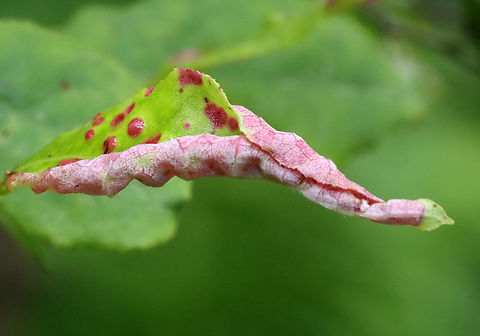 Insect/Mite Galls or Fungus I'm not sure what has caused these red spots.

Host: Lyonia ligustrina
https://www.jungledragon.com/image/129815/insectmite_galls_or_fungus.html
https://www.jungledragon.com/image/129818/insectmite_galls_or_fungus.html
https://www.jungledragon.com/image/129817/insectmite_galls_or_fungus.html Geotagged,Spring,United States,fungus,galls