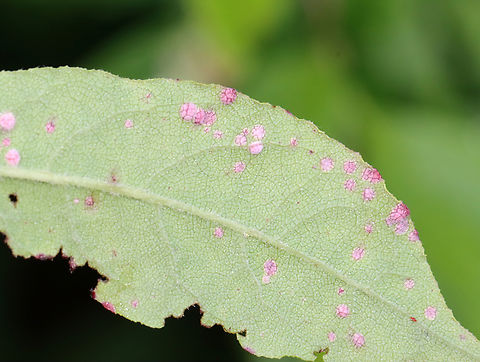 Insect/Mite Galls or Fungus I'm not sure what has caused these red spots.

Host: Lyonia ligustrina
https://www.jungledragon.com/image/129815/insectmite_galls_or_fungus.html
https://www.jungledragon.com/image/129818/insectmite_galls_or_fungus.html
https://www.jungledragon.com/image/129817/insectmite_galls_or_fungus.html Geotagged,Spring,United States