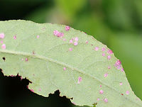 Insect/Mite Galls or Fungus I'm not sure what has caused these red spots.<br />
<br />
Host: Lyonia ligustrina<br />
https://www.jungledragon.com/image/129815/insectmite_galls_or_fungus.html<br />
https://www.jungledragon.com/image/129818/insectmite_galls_or_fungus.html<br />
https://www.jungledragon.com/image/129817/insectmite_galls_or_fungus.html Geotagged,Spring,United States