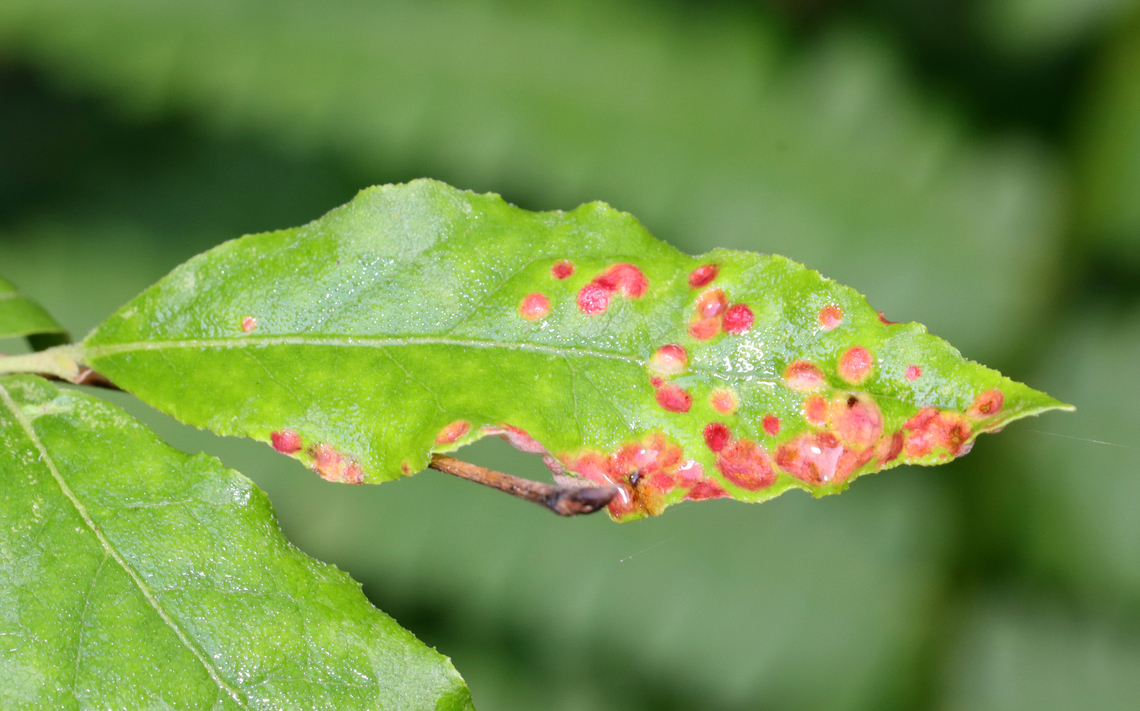 Insect/Mite Galls or Fungus I&#039;m not sure what has caused these red spots.<br />
<br />
Host: Lyonia ligustrina<br />
<figure class="photo"><a href="https://www.jungledragon.com/image/129815/insectmite_galls_or_fungus.html" title="Insect/Mite Galls or Fungus"><img src="https://s3.amazonaws.com/media.jungledragon.com/images/3232/129815_thumb.jpg?AWSAccessKeyId=05GMT0V3GWVNE7GGM1R2&Expires=1767225610&Signature=my%2Bt9DI8dkiIiBHc2pP8pnuTvBI%3D" width="200" height="140" alt="Insect/Mite Galls or Fungus I&#039;m not sure what has caused these red spots.<br />
<br />
Host: Lyonia ligustrina<br />
https://www.jungledragon.com/image/129815/insectmite_galls_or_fungus.html<br />
https://www.jungledragon.com/image/129818/insectmite_galls_or_fungus.html<br />
https://www.jungledragon.com/image/129817/insectmite_galls_or_fungus.html Geotagged,Spring,United States,fungus,galls" /></a></figure><br />
<figure class="photo"><a href="https://www.jungledragon.com/image/129818/insectmite_galls_or_fungus.html" title="Insect/Mite Galls or Fungus"><img src="https://s3.amazonaws.com/media.jungledragon.com/images/3232/129818_thumb.jpg?AWSAccessKeyId=05GMT0V3GWVNE7GGM1R2&Expires=1767225610&Signature=jRFJ1rm2rLAI4qLfKdGaZcRnbXQ%3D" width="200" height="126" alt="Insect/Mite Galls or Fungus I&#039;m not sure what has caused these red spots.<br />
<br />
Host: Lyonia ligustrina<br />
https://www.jungledragon.com/image/129815/insectmite_galls_or_fungus.html<br />
https://www.jungledragon.com/image/129818/insectmite_galls_or_fungus.html<br />
https://www.jungledragon.com/image/129817/insectmite_galls_or_fungus.html Geotagged,Spring,United States" /></a></figure><br />
<figure class="photo"><a href="https://www.jungledragon.com/image/129817/insectmite_galls_or_fungus.html" title="Insect/Mite Galls or Fungus"><img src="https://s3.amazonaws.com/media.jungledragon.com/images/3232/129817_thumb.jpg?AWSAccessKeyId=05GMT0V3GWVNE7GGM1R2&Expires=1767225610&Signature=0IxH%2BW91dcjC4%2FDQOuwphA%2FpqP8%3D" width="200" height="152" alt="Insect/Mite Galls or Fungus I&#039;m not sure what has caused these red spots.<br />
<br />
Host: Lyonia ligustrina<br />
https://www.jungledragon.com/image/129815/insectmite_galls_or_fungus.html<br />
https://www.jungledragon.com/image/129818/insectmite_galls_or_fungus.html<br />
https://www.jungledragon.com/image/129817/insectmite_galls_or_fungus.html Geotagged,Spring,United States" /></a></figure> Geotagged,Spring,United States