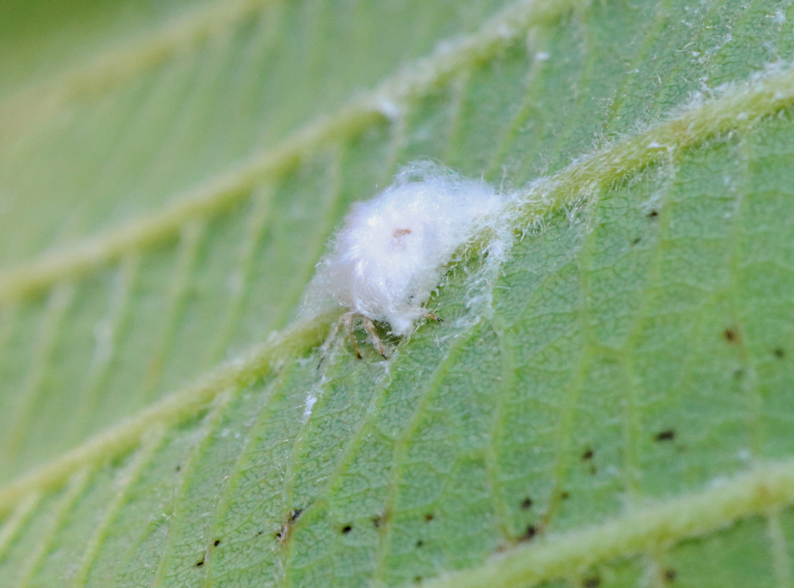 Cottony Alder Psyllid (Nymph) - Psylla floccosa Habitat: There were TONS of them on an alder (Alnus sp.) tree; bog/mixed forest edge<br />
<figure class="photo"><a href="https://www.jungledragon.com/image/129954/cottony_alder_psyllid_nymph_-_psylla_floccosa.html" title="Cottony Alder Psyllid (Nymph) - Psylla floccosa"><img src="https://s3.amazonaws.com/media.jungledragon.com/images/3232/129954_thumb.jpg?AWSAccessKeyId=05GMT0V3GWVNE7GGM1R2&Expires=1759968010&Signature=wCbcZNfSLIrbKqyvL%2F2p4qpAu6A%3D" width="200" height="150" alt="Cottony Alder Psyllid (Nymph) - Psylla floccosa Habitat: There were TONS of them on an alder (Alnus sp.) tree; bog/mixed forest edge<br />
https://www.jungledragon.com/image/129954/cottony_alder_psyllid_nymph_-_psylla_floccosa.html<br />
https://www.jungledragon.com/image/129960/cottony_alder_psyllids_nymphs_and_adult_-_psylla_floccosa.html<br />
https://www.jungledragon.com/image/129959/cottony_alder_psyllids_adult_and_nymph_-_psylla_floccosa.html<br />
https://www.jungledragon.com/image/129958/cottony_alder_psyllids_nymphs_-_psylla_floccosa.html<br />
https://www.jungledragon.com/image/129957/cottony_alder_psyllid_adult_-_psylla_floccosa.html<br />
https://www.jungledragon.com/image/129956/cottony_alder_psyllid_exuvia_-_psylla_floccosa.html<br />
https://www.jungledragon.com/image/129955/cottony_alder_psyllids_nymphs_-_psylla_floccosa.html Cottony Alder Psyllid,Geotagged,Psylla floccosa,Spring,United States,alder,alnus,psylla,psyllid" /></a></figure><br />
<figure class="photo"><a href="https://www.jungledragon.com/image/129960/cottony_alder_psyllids_nymphs_and_adult_-_psylla_floccosa.html" title="Cottony Alder Psyllids (Nymphs and Adult) - Psylla floccosa"><img src="https://s3.amazonaws.com/media.jungledragon.com/images/3232/129960_thumb.jpg?AWSAccessKeyId=05GMT0V3GWVNE7GGM1R2&Expires=1759968010&Signature=ToHrLdy%2B2d7Z%2BXb1qdap4VTa%2Bm8%3D" width="110" height="152" alt="Cottony Alder Psyllids (Nymphs and Adult) - Psylla floccosa The fluffy ones are the nymphs and the lone, green one is an adult. <br />
<br />
Habitat: There were TONS of them on an alder (Alnus sp.) tree; bog/mixed forest edge<br />
https://www.jungledragon.com/image/129954/cottony_alder_psyllid_nymph_-_psylla_floccosa.html<br />
https://www.jungledragon.com/image/129960/cottony_alder_psyllids_nymphs_and_adult_-_psylla_floccosa.html<br />
https://www.jungledragon.com/image/129959/cottony_alder_psyllids_adult_and_nymph_-_psylla_floccosa.html<br />
https://www.jungledragon.com/image/129958/cottony_alder_psyllids_nymphs_-_psylla_floccosa.html<br />
https://www.jungledragon.com/image/129957/cottony_alder_psyllid_adult_-_psylla_floccosa.html<br />
https://www.jungledragon.com/image/129956/cottony_alder_psyllid_exuvia_-_psylla_floccosa.html<br />
https://www.jungledragon.com/image/129955/cottony_alder_psyllids_nymphs_-_psylla_floccosa.html Cottony Alder Psyllid,Geotagged,Psylla floccosa,Spring,United States,nymph,psyllid nymph" /></a></figure><br />
<figure class="photo"><a href="https://www.jungledragon.com/image/129959/cottony_alder_psyllids_adult_and_nymph_-_psylla_floccosa.html" title="Cottony Alder Psyllids (Adult and Nymph) - Psylla floccosa"><img src="https://s3.amazonaws.com/media.jungledragon.com/images/3232/129959_thumb.jpg?AWSAccessKeyId=05GMT0V3GWVNE7GGM1R2&Expires=1759968010&Signature=zbxWMQR1Z1rWr29klaQW0kzLcuA%3D" width="200" height="152" alt="Cottony Alder Psyllids (Adult and Nymph) - Psylla floccosa The fluffy one is a nymph and the green one is an adult. The adult is excreting honeydew in this photo.<br />
<br />
Habitat: There were TONS of them on an alder (Alnus sp.) tree; bog/mixed forest edge<br />
https://www.jungledragon.com/image/129954/cottony_alder_psyllid_nymph_-_psylla_floccosa.html<br />
https://www.jungledragon.com/image/129960/cottony_alder_psyllids_nymphs_and_adult_-_psylla_floccosa.html<br />
https://www.jungledragon.com/image/129959/cottony_alder_psyllids_adult_and_nymph_-_psylla_floccosa.html<br />
https://www.jungledragon.com/image/129958/cottony_alder_psyllids_nymphs_-_psylla_floccosa.html<br />
https://www.jungledragon.com/image/129957/cottony_alder_psyllid_adult_-_psylla_floccosa.html<br />
https://www.jungledragon.com/image/129956/cottony_alder_psyllid_exuvia_-_psylla_floccosa.html<br />
https://www.jungledragon.com/image/129955/cottony_alder_psyllids_nymphs_-_psylla_floccosa.html Cottony Alder Psyllid,Geotagged,Psylla floccosa,Spring,United States" /></a></figure><br />
<figure class="photo"><a href="https://www.jungledragon.com/image/129958/cottony_alder_psyllids_nymphs_-_psylla_floccosa.html" title="Cottony Alder Psyllids (Nymphs) - Psylla floccosa"><img src="https://s3.amazonaws.com/media.jungledragon.com/images/3232/129958_thumb.jpg?AWSAccessKeyId=05GMT0V3GWVNE7GGM1R2&Expires=1759968010&Signature=lXjdX5%2B4mUGAKWNQ%2Bgct3pynWGU%3D" width="200" height="152" alt="Cottony Alder Psyllids (Nymphs) - Psylla floccosa The white stuff is wax that the nymphs produce.<br />
<br />
Habitat: There were TONS of them on an alder (Alnus sp.) tree; bog/mixed forest edge<br />
https://www.jungledragon.com/image/129954/cottony_alder_psyllid_nymph_-_psylla_floccosa.html<br />
https://www.jungledragon.com/image/129960/cottony_alder_psyllids_nymphs_and_adult_-_psylla_floccosa.html<br />
https://www.jungledragon.com/image/129959/cottony_alder_psyllids_adult_and_nymph_-_psylla_floccosa.html<br />
https://www.jungledragon.com/image/129958/cottony_alder_psyllids_nymphs_-_psylla_floccosa.html<br />
https://www.jungledragon.com/image/129957/cottony_alder_psyllid_adult_-_psylla_floccosa.html<br />
https://www.jungledragon.com/image/129956/cottony_alder_psyllid_exuvia_-_psylla_floccosa.html<br />
https://www.jungledragon.com/image/129955/cottony_alder_psyllids_nymphs_-_psylla_floccosa.html Cottony Alder Psyllid,Geotagged,Psylla floccosa,Spring,United States" /></a></figure><br />
<figure class="photo"><a href="https://www.jungledragon.com/image/129957/cottony_alder_psyllid_adult_-_psylla_floccosa.html" title="Cottony Alder Psyllid (Adult) - Psylla floccosa"><img src="https://s3.amazonaws.com/media.jungledragon.com/images/3232/129957_thumb.jpg?AWSAccessKeyId=05GMT0V3GWVNE7GGM1R2&Expires=1759968010&Signature=gFX86gBgD3xQZTTQOYyx1LcwLVo%3D" width="200" height="148" alt="Cottony Alder Psyllid (Adult) - Psylla floccosa Habitat: There were TONS of them on an alder (Alnus sp.) tree; bog/mixed forest edge<br />
https://www.jungledragon.com/image/129954/cottony_alder_psyllid_nymph_-_psylla_floccosa.html<br />
https://www.jungledragon.com/image/129960/cottony_alder_psyllids_nymphs_and_adult_-_psylla_floccosa.html<br />
https://www.jungledragon.com/image/129959/cottony_alder_psyllids_adult_and_nymph_-_psylla_floccosa.html<br />
https://www.jungledragon.com/image/129958/cottony_alder_psyllids_nymphs_-_psylla_floccosa.html<br />
https://www.jungledragon.com/image/129957/cottony_alder_psyllid_adult_-_psylla_floccosa.html<br />
https://www.jungledragon.com/image/129956/cottony_alder_psyllid_exuvia_-_psylla_floccosa.html<br />
https://www.jungledragon.com/image/129955/cottony_alder_psyllids_nymphs_-_psylla_floccosa.html Cottony Alder Psyllid,Geotagged,Psylla floccosa,Spring,United States" /></a></figure><br />
<figure class="photo"><a href="https://www.jungledragon.com/image/129956/cottony_alder_psyllid_exuvia_-_psylla_floccosa.html" title="Cottony Alder Psyllid (Exuvia) - Psylla floccosa"><img src="https://s3.amazonaws.com/media.jungledragon.com/images/3232/129956_thumb.jpg?AWSAccessKeyId=05GMT0V3GWVNE7GGM1R2&Expires=1759968010&Signature=GLYhQVUzuIea2CKboU4ue%2BrbMvg%3D" width="200" height="172" alt="Cottony Alder Psyllid (Exuvia) - Psylla floccosa Habitat: There were TONS of them on an alder (Alnus sp.) tree; bog/mixed forest edge<br />
https://www.jungledragon.com/image/129954/cottony_alder_psyllid_nymph_-_psylla_floccosa.html<br />
https://www.jungledragon.com/image/129960/cottony_alder_psyllids_nymphs_and_adult_-_psylla_floccosa.html<br />
https://www.jungledragon.com/image/129959/cottony_alder_psyllids_adult_and_nymph_-_psylla_floccosa.html<br />
https://www.jungledragon.com/image/129958/cottony_alder_psyllids_nymphs_-_psylla_floccosa.html<br />
https://www.jungledragon.com/image/129957/cottony_alder_psyllid_adult_-_psylla_floccosa.html<br />
https://www.jungledragon.com/image/129956/cottony_alder_psyllid_exuvia_-_psylla_floccosa.html<br />
https://www.jungledragon.com/image/129955/cottony_alder_psyllids_nymphs_-_psylla_floccosa.html Cottony Alder Psyllid,Geotagged,Psylla floccosa,Spring,United States,exuvia" /></a></figure><br />
<figure class="photo"><a href="https://www.jungledragon.com/image/129955/cottony_alder_psyllids_nymphs_-_psylla_floccosa.html" title="Cottony Alder Psyllids (Nymphs) - Psylla floccosa"><img src="https://s3.amazonaws.com/media.jungledragon.com/images/3232/129955_thumb.jpg?AWSAccessKeyId=05GMT0V3GWVNE7GGM1R2&Expires=1759968010&Signature=HXvGr3MVe0ZX0svLSlgkuhLYHCw%3D" width="200" height="150" alt="Cottony Alder Psyllids (Nymphs) - Psylla floccosa Habitat: There were TONS of them on an alder (Alnus sp.) tree; bog/mixed forest edge<br />
https://www.jungledragon.com/image/129954/cottony_alder_psyllid_nymph_-_psylla_floccosa.html<br />
https://www.jungledragon.com/image/129960/cottony_alder_psyllids_nymphs_and_adult_-_psylla_floccosa.html<br />
https://www.jungledragon.com/image/129959/cottony_alder_psyllids_adult_and_nymph_-_psylla_floccosa.html<br />
https://www.jungledragon.com/image/129958/cottony_alder_psyllids_nymphs_-_psylla_floccosa.html<br />
https://www.jungledragon.com/image/129957/cottony_alder_psyllid_adult_-_psylla_floccosa.html<br />
https://www.jungledragon.com/image/129956/cottony_alder_psyllid_exuvia_-_psylla_floccosa.html<br />
https://www.jungledragon.com/image/129955/cottony_alder_psyllids_nymphs_-_psylla_floccosa.html Cottony Alder Psyllid,Geotagged,Psylla floccosa,Spring,United States" /></a></figure> Cottony Alder Psyllid,Geotagged,Psylla floccosa,Spring,United States,alder,alnus,psylla,psyllid