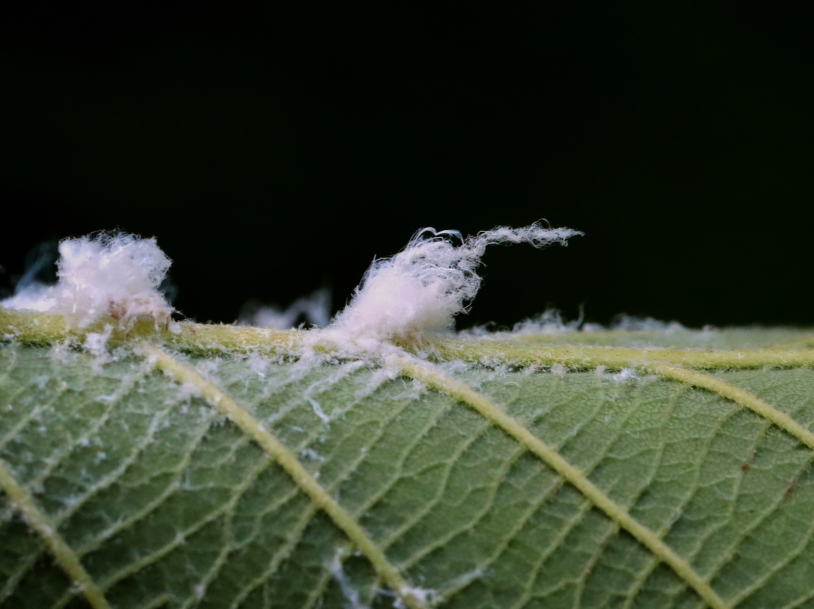 Cottony Alder Psyllids (Nymphs) - Psylla floccosa Habitat: There were TONS of them on an alder (Alnus sp.) tree; bog/mixed forest edge<br />
<figure class="photo"><a href="https://www.jungledragon.com/image/129954/cottony_alder_psyllid_nymph_-_psylla_floccosa.html" title="Cottony Alder Psyllid (Nymph) - Psylla floccosa"><img src="https://s3.amazonaws.com/media.jungledragon.com/images/3232/129954_thumb.jpg?AWSAccessKeyId=05GMT0V3GWVNE7GGM1R2&Expires=1770854410&Signature=PuCAzdJ5%2BTS4CB7QYG7P5gClaIM%3D" width="200" height="150" alt="Cottony Alder Psyllid (Nymph) - Psylla floccosa Habitat: There were TONS of them on an alder (Alnus sp.) tree; bog/mixed forest edge<br />
https://www.jungledragon.com/image/129954/cottony_alder_psyllid_nymph_-_psylla_floccosa.html<br />
https://www.jungledragon.com/image/129960/cottony_alder_psyllids_nymphs_and_adult_-_psylla_floccosa.html<br />
https://www.jungledragon.com/image/129959/cottony_alder_psyllids_adult_and_nymph_-_psylla_floccosa.html<br />
https://www.jungledragon.com/image/129958/cottony_alder_psyllids_nymphs_-_psylla_floccosa.html<br />
https://www.jungledragon.com/image/129957/cottony_alder_psyllid_adult_-_psylla_floccosa.html<br />
https://www.jungledragon.com/image/129956/cottony_alder_psyllid_exuvia_-_psylla_floccosa.html<br />
https://www.jungledragon.com/image/129955/cottony_alder_psyllids_nymphs_-_psylla_floccosa.html Cottony Alder Psyllid,Geotagged,Psylla floccosa,Spring,United States,alder,alnus,psylla,psyllid" /></a></figure><br />
<figure class="photo"><a href="https://www.jungledragon.com/image/129960/cottony_alder_psyllids_nymphs_and_adult_-_psylla_floccosa.html" title="Cottony Alder Psyllids (Nymphs and Adult) - Psylla floccosa"><img src="https://s3.amazonaws.com/media.jungledragon.com/images/3232/129960_thumb.jpg?AWSAccessKeyId=05GMT0V3GWVNE7GGM1R2&Expires=1770854410&Signature=k%2BC0bWGMQNs06jN2ggKU5%2BwZpNE%3D" width="110" height="152" alt="Cottony Alder Psyllids (Nymphs and Adult) - Psylla floccosa The fluffy ones are the nymphs and the lone, green one is an adult. <br />
<br />
Habitat: There were TONS of them on an alder (Alnus sp.) tree; bog/mixed forest edge<br />
https://www.jungledragon.com/image/129954/cottony_alder_psyllid_nymph_-_psylla_floccosa.html<br />
https://www.jungledragon.com/image/129960/cottony_alder_psyllids_nymphs_and_adult_-_psylla_floccosa.html<br />
https://www.jungledragon.com/image/129959/cottony_alder_psyllids_adult_and_nymph_-_psylla_floccosa.html<br />
https://www.jungledragon.com/image/129958/cottony_alder_psyllids_nymphs_-_psylla_floccosa.html<br />
https://www.jungledragon.com/image/129957/cottony_alder_psyllid_adult_-_psylla_floccosa.html<br />
https://www.jungledragon.com/image/129956/cottony_alder_psyllid_exuvia_-_psylla_floccosa.html<br />
https://www.jungledragon.com/image/129955/cottony_alder_psyllids_nymphs_-_psylla_floccosa.html Cottony Alder Psyllid,Geotagged,Psylla floccosa,Spring,United States,nymph,psyllid nymph" /></a></figure><br />
<figure class="photo"><a href="https://www.jungledragon.com/image/129959/cottony_alder_psyllids_adult_and_nymph_-_psylla_floccosa.html" title="Cottony Alder Psyllids (Adult and Nymph) - Psylla floccosa"><img src="https://s3.amazonaws.com/media.jungledragon.com/images/3232/129959_thumb.jpg?AWSAccessKeyId=05GMT0V3GWVNE7GGM1R2&Expires=1770854410&Signature=j03ueAhy3NKHoD2c4HNYCskfsCQ%3D" width="200" height="152" alt="Cottony Alder Psyllids (Adult and Nymph) - Psylla floccosa The fluffy one is a nymph and the green one is an adult. The adult is excreting honeydew in this photo.<br />
<br />
Habitat: There were TONS of them on an alder (Alnus sp.) tree; bog/mixed forest edge<br />
https://www.jungledragon.com/image/129954/cottony_alder_psyllid_nymph_-_psylla_floccosa.html<br />
https://www.jungledragon.com/image/129960/cottony_alder_psyllids_nymphs_and_adult_-_psylla_floccosa.html<br />
https://www.jungledragon.com/image/129959/cottony_alder_psyllids_adult_and_nymph_-_psylla_floccosa.html<br />
https://www.jungledragon.com/image/129958/cottony_alder_psyllids_nymphs_-_psylla_floccosa.html<br />
https://www.jungledragon.com/image/129957/cottony_alder_psyllid_adult_-_psylla_floccosa.html<br />
https://www.jungledragon.com/image/129956/cottony_alder_psyllid_exuvia_-_psylla_floccosa.html<br />
https://www.jungledragon.com/image/129955/cottony_alder_psyllids_nymphs_-_psylla_floccosa.html Cottony Alder Psyllid,Geotagged,Psylla floccosa,Spring,United States" /></a></figure><br />
<figure class="photo"><a href="https://www.jungledragon.com/image/129958/cottony_alder_psyllids_nymphs_-_psylla_floccosa.html" title="Cottony Alder Psyllids (Nymphs) - Psylla floccosa"><img src="https://s3.amazonaws.com/media.jungledragon.com/images/3232/129958_thumb.jpg?AWSAccessKeyId=05GMT0V3GWVNE7GGM1R2&Expires=1770854410&Signature=WvTN16k9PNe8e5ZY1%2BkBVvuWG3Q%3D" width="200" height="152" alt="Cottony Alder Psyllids (Nymphs) - Psylla floccosa The white stuff is wax that the nymphs produce.<br />
<br />
Habitat: There were TONS of them on an alder (Alnus sp.) tree; bog/mixed forest edge<br />
https://www.jungledragon.com/image/129954/cottony_alder_psyllid_nymph_-_psylla_floccosa.html<br />
https://www.jungledragon.com/image/129960/cottony_alder_psyllids_nymphs_and_adult_-_psylla_floccosa.html<br />
https://www.jungledragon.com/image/129959/cottony_alder_psyllids_adult_and_nymph_-_psylla_floccosa.html<br />
https://www.jungledragon.com/image/129958/cottony_alder_psyllids_nymphs_-_psylla_floccosa.html<br />
https://www.jungledragon.com/image/129957/cottony_alder_psyllid_adult_-_psylla_floccosa.html<br />
https://www.jungledragon.com/image/129956/cottony_alder_psyllid_exuvia_-_psylla_floccosa.html<br />
https://www.jungledragon.com/image/129955/cottony_alder_psyllids_nymphs_-_psylla_floccosa.html Cottony Alder Psyllid,Geotagged,Psylla floccosa,Spring,United States" /></a></figure><br />
<figure class="photo"><a href="https://www.jungledragon.com/image/129957/cottony_alder_psyllid_adult_-_psylla_floccosa.html" title="Cottony Alder Psyllid (Adult) - Psylla floccosa"><img src="https://s3.amazonaws.com/media.jungledragon.com/images/3232/129957_thumb.jpg?AWSAccessKeyId=05GMT0V3GWVNE7GGM1R2&Expires=1770854410&Signature=FFzCdAsvScoi38kvvQka0BvPWxI%3D" width="200" height="148" alt="Cottony Alder Psyllid (Adult) - Psylla floccosa Habitat: There were TONS of them on an alder (Alnus sp.) tree; bog/mixed forest edge<br />
https://www.jungledragon.com/image/129954/cottony_alder_psyllid_nymph_-_psylla_floccosa.html<br />
https://www.jungledragon.com/image/129960/cottony_alder_psyllids_nymphs_and_adult_-_psylla_floccosa.html<br />
https://www.jungledragon.com/image/129959/cottony_alder_psyllids_adult_and_nymph_-_psylla_floccosa.html<br />
https://www.jungledragon.com/image/129958/cottony_alder_psyllids_nymphs_-_psylla_floccosa.html<br />
https://www.jungledragon.com/image/129957/cottony_alder_psyllid_adult_-_psylla_floccosa.html<br />
https://www.jungledragon.com/image/129956/cottony_alder_psyllid_exuvia_-_psylla_floccosa.html<br />
https://www.jungledragon.com/image/129955/cottony_alder_psyllids_nymphs_-_psylla_floccosa.html Cottony Alder Psyllid,Geotagged,Psylla floccosa,Spring,United States" /></a></figure><br />
<figure class="photo"><a href="https://www.jungledragon.com/image/129956/cottony_alder_psyllid_exuvia_-_psylla_floccosa.html" title="Cottony Alder Psyllid (Exuvia) - Psylla floccosa"><img src="https://s3.amazonaws.com/media.jungledragon.com/images/3232/129956_thumb.jpg?AWSAccessKeyId=05GMT0V3GWVNE7GGM1R2&Expires=1770854410&Signature=%2Fz5TtyYqb%2F1w3slmGZMEPYw%2Beno%3D" width="200" height="172" alt="Cottony Alder Psyllid (Exuvia) - Psylla floccosa Habitat: There were TONS of them on an alder (Alnus sp.) tree; bog/mixed forest edge<br />
https://www.jungledragon.com/image/129954/cottony_alder_psyllid_nymph_-_psylla_floccosa.html<br />
https://www.jungledragon.com/image/129960/cottony_alder_psyllids_nymphs_and_adult_-_psylla_floccosa.html<br />
https://www.jungledragon.com/image/129959/cottony_alder_psyllids_adult_and_nymph_-_psylla_floccosa.html<br />
https://www.jungledragon.com/image/129958/cottony_alder_psyllids_nymphs_-_psylla_floccosa.html<br />
https://www.jungledragon.com/image/129957/cottony_alder_psyllid_adult_-_psylla_floccosa.html<br />
https://www.jungledragon.com/image/129956/cottony_alder_psyllid_exuvia_-_psylla_floccosa.html<br />
https://www.jungledragon.com/image/129955/cottony_alder_psyllids_nymphs_-_psylla_floccosa.html Cottony Alder Psyllid,Geotagged,Psylla floccosa,Spring,United States,exuvia" /></a></figure><br />
<figure class="photo"><a href="https://www.jungledragon.com/image/129955/cottony_alder_psyllids_nymphs_-_psylla_floccosa.html" title="Cottony Alder Psyllids (Nymphs) - Psylla floccosa"><img src="https://s3.amazonaws.com/media.jungledragon.com/images/3232/129955_thumb.jpg?AWSAccessKeyId=05GMT0V3GWVNE7GGM1R2&Expires=1770854410&Signature=ZaD2lmc8p3Z%2Bamur6y2%2BDRCN5Lk%3D" width="200" height="150" alt="Cottony Alder Psyllids (Nymphs) - Psylla floccosa Habitat: There were TONS of them on an alder (Alnus sp.) tree; bog/mixed forest edge<br />
https://www.jungledragon.com/image/129954/cottony_alder_psyllid_nymph_-_psylla_floccosa.html<br />
https://www.jungledragon.com/image/129960/cottony_alder_psyllids_nymphs_and_adult_-_psylla_floccosa.html<br />
https://www.jungledragon.com/image/129959/cottony_alder_psyllids_adult_and_nymph_-_psylla_floccosa.html<br />
https://www.jungledragon.com/image/129958/cottony_alder_psyllids_nymphs_-_psylla_floccosa.html<br />
https://www.jungledragon.com/image/129957/cottony_alder_psyllid_adult_-_psylla_floccosa.html<br />
https://www.jungledragon.com/image/129956/cottony_alder_psyllid_exuvia_-_psylla_floccosa.html<br />
https://www.jungledragon.com/image/129955/cottony_alder_psyllids_nymphs_-_psylla_floccosa.html Cottony Alder Psyllid,Geotagged,Psylla floccosa,Spring,United States" /></a></figure> Cottony Alder Psyllid,Geotagged,Psylla floccosa,Spring,United States