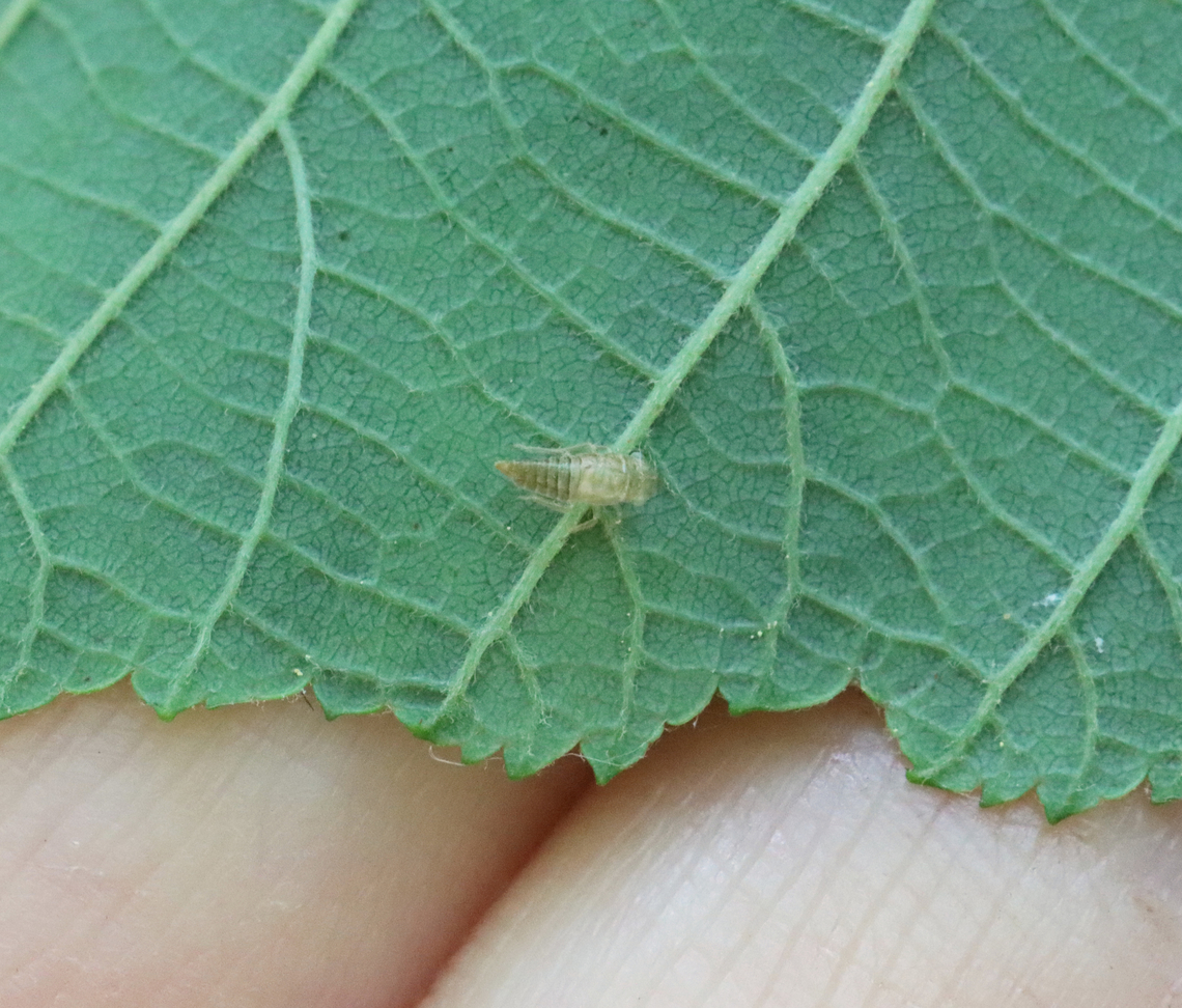 Cottony Alder Psyllid (Exuvia) - Psylla floccosa Habitat: There were TONS of them on an alder (Alnus sp.) tree; bog/mixed forest edge<br />
<figure class="photo"><a href="https://www.jungledragon.com/image/129954/cottony_alder_psyllid_nymph_-_psylla_floccosa.html" title="Cottony Alder Psyllid (Nymph) - Psylla floccosa"><img src="https://s3.amazonaws.com/media.jungledragon.com/images/3232/129954_thumb.jpg?AWSAccessKeyId=05GMT0V3GWVNE7GGM1R2&Expires=1759968010&Signature=wCbcZNfSLIrbKqyvL%2F2p4qpAu6A%3D" width="200" height="150" alt="Cottony Alder Psyllid (Nymph) - Psylla floccosa Habitat: There were TONS of them on an alder (Alnus sp.) tree; bog/mixed forest edge<br />
https://www.jungledragon.com/image/129954/cottony_alder_psyllid_nymph_-_psylla_floccosa.html<br />
https://www.jungledragon.com/image/129960/cottony_alder_psyllids_nymphs_and_adult_-_psylla_floccosa.html<br />
https://www.jungledragon.com/image/129959/cottony_alder_psyllids_adult_and_nymph_-_psylla_floccosa.html<br />
https://www.jungledragon.com/image/129958/cottony_alder_psyllids_nymphs_-_psylla_floccosa.html<br />
https://www.jungledragon.com/image/129957/cottony_alder_psyllid_adult_-_psylla_floccosa.html<br />
https://www.jungledragon.com/image/129956/cottony_alder_psyllid_exuvia_-_psylla_floccosa.html<br />
https://www.jungledragon.com/image/129955/cottony_alder_psyllids_nymphs_-_psylla_floccosa.html Cottony Alder Psyllid,Geotagged,Psylla floccosa,Spring,United States,alder,alnus,psylla,psyllid" /></a></figure><br />
<figure class="photo"><a href="https://www.jungledragon.com/image/129960/cottony_alder_psyllids_nymphs_and_adult_-_psylla_floccosa.html" title="Cottony Alder Psyllids (Nymphs and Adult) - Psylla floccosa"><img src="https://s3.amazonaws.com/media.jungledragon.com/images/3232/129960_thumb.jpg?AWSAccessKeyId=05GMT0V3GWVNE7GGM1R2&Expires=1759968010&Signature=ToHrLdy%2B2d7Z%2BXb1qdap4VTa%2Bm8%3D" width="110" height="152" alt="Cottony Alder Psyllids (Nymphs and Adult) - Psylla floccosa The fluffy ones are the nymphs and the lone, green one is an adult. <br />
<br />
Habitat: There were TONS of them on an alder (Alnus sp.) tree; bog/mixed forest edge<br />
https://www.jungledragon.com/image/129954/cottony_alder_psyllid_nymph_-_psylla_floccosa.html<br />
https://www.jungledragon.com/image/129960/cottony_alder_psyllids_nymphs_and_adult_-_psylla_floccosa.html<br />
https://www.jungledragon.com/image/129959/cottony_alder_psyllids_adult_and_nymph_-_psylla_floccosa.html<br />
https://www.jungledragon.com/image/129958/cottony_alder_psyllids_nymphs_-_psylla_floccosa.html<br />
https://www.jungledragon.com/image/129957/cottony_alder_psyllid_adult_-_psylla_floccosa.html<br />
https://www.jungledragon.com/image/129956/cottony_alder_psyllid_exuvia_-_psylla_floccosa.html<br />
https://www.jungledragon.com/image/129955/cottony_alder_psyllids_nymphs_-_psylla_floccosa.html Cottony Alder Psyllid,Geotagged,Psylla floccosa,Spring,United States,nymph,psyllid nymph" /></a></figure><br />
<figure class="photo"><a href="https://www.jungledragon.com/image/129959/cottony_alder_psyllids_adult_and_nymph_-_psylla_floccosa.html" title="Cottony Alder Psyllids (Adult and Nymph) - Psylla floccosa"><img src="https://s3.amazonaws.com/media.jungledragon.com/images/3232/129959_thumb.jpg?AWSAccessKeyId=05GMT0V3GWVNE7GGM1R2&Expires=1759968010&Signature=zbxWMQR1Z1rWr29klaQW0kzLcuA%3D" width="200" height="152" alt="Cottony Alder Psyllids (Adult and Nymph) - Psylla floccosa The fluffy one is a nymph and the green one is an adult. The adult is excreting honeydew in this photo.<br />
<br />
Habitat: There were TONS of them on an alder (Alnus sp.) tree; bog/mixed forest edge<br />
https://www.jungledragon.com/image/129954/cottony_alder_psyllid_nymph_-_psylla_floccosa.html<br />
https://www.jungledragon.com/image/129960/cottony_alder_psyllids_nymphs_and_adult_-_psylla_floccosa.html<br />
https://www.jungledragon.com/image/129959/cottony_alder_psyllids_adult_and_nymph_-_psylla_floccosa.html<br />
https://www.jungledragon.com/image/129958/cottony_alder_psyllids_nymphs_-_psylla_floccosa.html<br />
https://www.jungledragon.com/image/129957/cottony_alder_psyllid_adult_-_psylla_floccosa.html<br />
https://www.jungledragon.com/image/129956/cottony_alder_psyllid_exuvia_-_psylla_floccosa.html<br />
https://www.jungledragon.com/image/129955/cottony_alder_psyllids_nymphs_-_psylla_floccosa.html Cottony Alder Psyllid,Geotagged,Psylla floccosa,Spring,United States" /></a></figure><br />
<figure class="photo"><a href="https://www.jungledragon.com/image/129958/cottony_alder_psyllids_nymphs_-_psylla_floccosa.html" title="Cottony Alder Psyllids (Nymphs) - Psylla floccosa"><img src="https://s3.amazonaws.com/media.jungledragon.com/images/3232/129958_thumb.jpg?AWSAccessKeyId=05GMT0V3GWVNE7GGM1R2&Expires=1759968010&Signature=lXjdX5%2B4mUGAKWNQ%2Bgct3pynWGU%3D" width="200" height="152" alt="Cottony Alder Psyllids (Nymphs) - Psylla floccosa The white stuff is wax that the nymphs produce.<br />
<br />
Habitat: There were TONS of them on an alder (Alnus sp.) tree; bog/mixed forest edge<br />
https://www.jungledragon.com/image/129954/cottony_alder_psyllid_nymph_-_psylla_floccosa.html<br />
https://www.jungledragon.com/image/129960/cottony_alder_psyllids_nymphs_and_adult_-_psylla_floccosa.html<br />
https://www.jungledragon.com/image/129959/cottony_alder_psyllids_adult_and_nymph_-_psylla_floccosa.html<br />
https://www.jungledragon.com/image/129958/cottony_alder_psyllids_nymphs_-_psylla_floccosa.html<br />
https://www.jungledragon.com/image/129957/cottony_alder_psyllid_adult_-_psylla_floccosa.html<br />
https://www.jungledragon.com/image/129956/cottony_alder_psyllid_exuvia_-_psylla_floccosa.html<br />
https://www.jungledragon.com/image/129955/cottony_alder_psyllids_nymphs_-_psylla_floccosa.html Cottony Alder Psyllid,Geotagged,Psylla floccosa,Spring,United States" /></a></figure><br />
<figure class="photo"><a href="https://www.jungledragon.com/image/129957/cottony_alder_psyllid_adult_-_psylla_floccosa.html" title="Cottony Alder Psyllid (Adult) - Psylla floccosa"><img src="https://s3.amazonaws.com/media.jungledragon.com/images/3232/129957_thumb.jpg?AWSAccessKeyId=05GMT0V3GWVNE7GGM1R2&Expires=1759968010&Signature=gFX86gBgD3xQZTTQOYyx1LcwLVo%3D" width="200" height="148" alt="Cottony Alder Psyllid (Adult) - Psylla floccosa Habitat: There were TONS of them on an alder (Alnus sp.) tree; bog/mixed forest edge<br />
https://www.jungledragon.com/image/129954/cottony_alder_psyllid_nymph_-_psylla_floccosa.html<br />
https://www.jungledragon.com/image/129960/cottony_alder_psyllids_nymphs_and_adult_-_psylla_floccosa.html<br />
https://www.jungledragon.com/image/129959/cottony_alder_psyllids_adult_and_nymph_-_psylla_floccosa.html<br />
https://www.jungledragon.com/image/129958/cottony_alder_psyllids_nymphs_-_psylla_floccosa.html<br />
https://www.jungledragon.com/image/129957/cottony_alder_psyllid_adult_-_psylla_floccosa.html<br />
https://www.jungledragon.com/image/129956/cottony_alder_psyllid_exuvia_-_psylla_floccosa.html<br />
https://www.jungledragon.com/image/129955/cottony_alder_psyllids_nymphs_-_psylla_floccosa.html Cottony Alder Psyllid,Geotagged,Psylla floccosa,Spring,United States" /></a></figure><br />
<figure class="photo"><a href="https://www.jungledragon.com/image/129956/cottony_alder_psyllid_exuvia_-_psylla_floccosa.html" title="Cottony Alder Psyllid (Exuvia) - Psylla floccosa"><img src="https://s3.amazonaws.com/media.jungledragon.com/images/3232/129956_thumb.jpg?AWSAccessKeyId=05GMT0V3GWVNE7GGM1R2&Expires=1759968010&Signature=GLYhQVUzuIea2CKboU4ue%2BrbMvg%3D" width="200" height="172" alt="Cottony Alder Psyllid (Exuvia) - Psylla floccosa Habitat: There were TONS of them on an alder (Alnus sp.) tree; bog/mixed forest edge<br />
https://www.jungledragon.com/image/129954/cottony_alder_psyllid_nymph_-_psylla_floccosa.html<br />
https://www.jungledragon.com/image/129960/cottony_alder_psyllids_nymphs_and_adult_-_psylla_floccosa.html<br />
https://www.jungledragon.com/image/129959/cottony_alder_psyllids_adult_and_nymph_-_psylla_floccosa.html<br />
https://www.jungledragon.com/image/129958/cottony_alder_psyllids_nymphs_-_psylla_floccosa.html<br />
https://www.jungledragon.com/image/129957/cottony_alder_psyllid_adult_-_psylla_floccosa.html<br />
https://www.jungledragon.com/image/129956/cottony_alder_psyllid_exuvia_-_psylla_floccosa.html<br />
https://www.jungledragon.com/image/129955/cottony_alder_psyllids_nymphs_-_psylla_floccosa.html Cottony Alder Psyllid,Geotagged,Psylla floccosa,Spring,United States,exuvia" /></a></figure><br />
<figure class="photo"><a href="https://www.jungledragon.com/image/129955/cottony_alder_psyllids_nymphs_-_psylla_floccosa.html" title="Cottony Alder Psyllids (Nymphs) - Psylla floccosa"><img src="https://s3.amazonaws.com/media.jungledragon.com/images/3232/129955_thumb.jpg?AWSAccessKeyId=05GMT0V3GWVNE7GGM1R2&Expires=1759968010&Signature=HXvGr3MVe0ZX0svLSlgkuhLYHCw%3D" width="200" height="150" alt="Cottony Alder Psyllids (Nymphs) - Psylla floccosa Habitat: There were TONS of them on an alder (Alnus sp.) tree; bog/mixed forest edge<br />
https://www.jungledragon.com/image/129954/cottony_alder_psyllid_nymph_-_psylla_floccosa.html<br />
https://www.jungledragon.com/image/129960/cottony_alder_psyllids_nymphs_and_adult_-_psylla_floccosa.html<br />
https://www.jungledragon.com/image/129959/cottony_alder_psyllids_adult_and_nymph_-_psylla_floccosa.html<br />
https://www.jungledragon.com/image/129958/cottony_alder_psyllids_nymphs_-_psylla_floccosa.html<br />
https://www.jungledragon.com/image/129957/cottony_alder_psyllid_adult_-_psylla_floccosa.html<br />
https://www.jungledragon.com/image/129956/cottony_alder_psyllid_exuvia_-_psylla_floccosa.html<br />
https://www.jungledragon.com/image/129955/cottony_alder_psyllids_nymphs_-_psylla_floccosa.html Cottony Alder Psyllid,Geotagged,Psylla floccosa,Spring,United States" /></a></figure> Cottony Alder Psyllid,Geotagged,Psylla floccosa,Spring,United States,exuvia