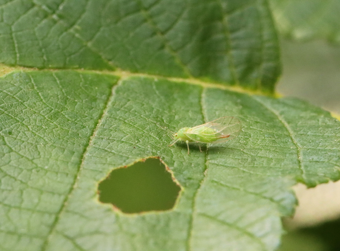 Cottony Alder Psyllid (Adult) - Psylla floccosa Habitat: There were TONS of them on an alder (Alnus sp.) tree; bog/mixed forest edge<br />
<figure class="photo"><a href="https://www.jungledragon.com/image/129954/cottony_alder_psyllid_nymph_-_psylla_floccosa.html" title="Cottony Alder Psyllid (Nymph) - Psylla floccosa"><img src="https://s3.amazonaws.com/media.jungledragon.com/images/3232/129954_thumb.jpg?AWSAccessKeyId=05GMT0V3GWVNE7GGM1R2&Expires=1759968010&Signature=wCbcZNfSLIrbKqyvL%2F2p4qpAu6A%3D" width="200" height="150" alt="Cottony Alder Psyllid (Nymph) - Psylla floccosa Habitat: There were TONS of them on an alder (Alnus sp.) tree; bog/mixed forest edge<br />
https://www.jungledragon.com/image/129954/cottony_alder_psyllid_nymph_-_psylla_floccosa.html<br />
https://www.jungledragon.com/image/129960/cottony_alder_psyllids_nymphs_and_adult_-_psylla_floccosa.html<br />
https://www.jungledragon.com/image/129959/cottony_alder_psyllids_adult_and_nymph_-_psylla_floccosa.html<br />
https://www.jungledragon.com/image/129958/cottony_alder_psyllids_nymphs_-_psylla_floccosa.html<br />
https://www.jungledragon.com/image/129957/cottony_alder_psyllid_adult_-_psylla_floccosa.html<br />
https://www.jungledragon.com/image/129956/cottony_alder_psyllid_exuvia_-_psylla_floccosa.html<br />
https://www.jungledragon.com/image/129955/cottony_alder_psyllids_nymphs_-_psylla_floccosa.html Cottony Alder Psyllid,Geotagged,Psylla floccosa,Spring,United States,alder,alnus,psylla,psyllid" /></a></figure><br />
<figure class="photo"><a href="https://www.jungledragon.com/image/129960/cottony_alder_psyllids_nymphs_and_adult_-_psylla_floccosa.html" title="Cottony Alder Psyllids (Nymphs and Adult) - Psylla floccosa"><img src="https://s3.amazonaws.com/media.jungledragon.com/images/3232/129960_thumb.jpg?AWSAccessKeyId=05GMT0V3GWVNE7GGM1R2&Expires=1759968010&Signature=ToHrLdy%2B2d7Z%2BXb1qdap4VTa%2Bm8%3D" width="110" height="152" alt="Cottony Alder Psyllids (Nymphs and Adult) - Psylla floccosa The fluffy ones are the nymphs and the lone, green one is an adult. <br />
<br />
Habitat: There were TONS of them on an alder (Alnus sp.) tree; bog/mixed forest edge<br />
https://www.jungledragon.com/image/129954/cottony_alder_psyllid_nymph_-_psylla_floccosa.html<br />
https://www.jungledragon.com/image/129960/cottony_alder_psyllids_nymphs_and_adult_-_psylla_floccosa.html<br />
https://www.jungledragon.com/image/129959/cottony_alder_psyllids_adult_and_nymph_-_psylla_floccosa.html<br />
https://www.jungledragon.com/image/129958/cottony_alder_psyllids_nymphs_-_psylla_floccosa.html<br />
https://www.jungledragon.com/image/129957/cottony_alder_psyllid_adult_-_psylla_floccosa.html<br />
https://www.jungledragon.com/image/129956/cottony_alder_psyllid_exuvia_-_psylla_floccosa.html<br />
https://www.jungledragon.com/image/129955/cottony_alder_psyllids_nymphs_-_psylla_floccosa.html Cottony Alder Psyllid,Geotagged,Psylla floccosa,Spring,United States,nymph,psyllid nymph" /></a></figure><br />
<figure class="photo"><a href="https://www.jungledragon.com/image/129959/cottony_alder_psyllids_adult_and_nymph_-_psylla_floccosa.html" title="Cottony Alder Psyllids (Adult and Nymph) - Psylla floccosa"><img src="https://s3.amazonaws.com/media.jungledragon.com/images/3232/129959_thumb.jpg?AWSAccessKeyId=05GMT0V3GWVNE7GGM1R2&Expires=1759968010&Signature=zbxWMQR1Z1rWr29klaQW0kzLcuA%3D" width="200" height="152" alt="Cottony Alder Psyllids (Adult and Nymph) - Psylla floccosa The fluffy one is a nymph and the green one is an adult. The adult is excreting honeydew in this photo.<br />
<br />
Habitat: There were TONS of them on an alder (Alnus sp.) tree; bog/mixed forest edge<br />
https://www.jungledragon.com/image/129954/cottony_alder_psyllid_nymph_-_psylla_floccosa.html<br />
https://www.jungledragon.com/image/129960/cottony_alder_psyllids_nymphs_and_adult_-_psylla_floccosa.html<br />
https://www.jungledragon.com/image/129959/cottony_alder_psyllids_adult_and_nymph_-_psylla_floccosa.html<br />
https://www.jungledragon.com/image/129958/cottony_alder_psyllids_nymphs_-_psylla_floccosa.html<br />
https://www.jungledragon.com/image/129957/cottony_alder_psyllid_adult_-_psylla_floccosa.html<br />
https://www.jungledragon.com/image/129956/cottony_alder_psyllid_exuvia_-_psylla_floccosa.html<br />
https://www.jungledragon.com/image/129955/cottony_alder_psyllids_nymphs_-_psylla_floccosa.html Cottony Alder Psyllid,Geotagged,Psylla floccosa,Spring,United States" /></a></figure><br />
<figure class="photo"><a href="https://www.jungledragon.com/image/129958/cottony_alder_psyllids_nymphs_-_psylla_floccosa.html" title="Cottony Alder Psyllids (Nymphs) - Psylla floccosa"><img src="https://s3.amazonaws.com/media.jungledragon.com/images/3232/129958_thumb.jpg?AWSAccessKeyId=05GMT0V3GWVNE7GGM1R2&Expires=1759968010&Signature=lXjdX5%2B4mUGAKWNQ%2Bgct3pynWGU%3D" width="200" height="152" alt="Cottony Alder Psyllids (Nymphs) - Psylla floccosa The white stuff is wax that the nymphs produce.<br />
<br />
Habitat: There were TONS of them on an alder (Alnus sp.) tree; bog/mixed forest edge<br />
https://www.jungledragon.com/image/129954/cottony_alder_psyllid_nymph_-_psylla_floccosa.html<br />
https://www.jungledragon.com/image/129960/cottony_alder_psyllids_nymphs_and_adult_-_psylla_floccosa.html<br />
https://www.jungledragon.com/image/129959/cottony_alder_psyllids_adult_and_nymph_-_psylla_floccosa.html<br />
https://www.jungledragon.com/image/129958/cottony_alder_psyllids_nymphs_-_psylla_floccosa.html<br />
https://www.jungledragon.com/image/129957/cottony_alder_psyllid_adult_-_psylla_floccosa.html<br />
https://www.jungledragon.com/image/129956/cottony_alder_psyllid_exuvia_-_psylla_floccosa.html<br />
https://www.jungledragon.com/image/129955/cottony_alder_psyllids_nymphs_-_psylla_floccosa.html Cottony Alder Psyllid,Geotagged,Psylla floccosa,Spring,United States" /></a></figure><br />
<figure class="photo"><a href="https://www.jungledragon.com/image/129957/cottony_alder_psyllid_adult_-_psylla_floccosa.html" title="Cottony Alder Psyllid (Adult) - Psylla floccosa"><img src="https://s3.amazonaws.com/media.jungledragon.com/images/3232/129957_thumb.jpg?AWSAccessKeyId=05GMT0V3GWVNE7GGM1R2&Expires=1759968010&Signature=gFX86gBgD3xQZTTQOYyx1LcwLVo%3D" width="200" height="148" alt="Cottony Alder Psyllid (Adult) - Psylla floccosa Habitat: There were TONS of them on an alder (Alnus sp.) tree; bog/mixed forest edge<br />
https://www.jungledragon.com/image/129954/cottony_alder_psyllid_nymph_-_psylla_floccosa.html<br />
https://www.jungledragon.com/image/129960/cottony_alder_psyllids_nymphs_and_adult_-_psylla_floccosa.html<br />
https://www.jungledragon.com/image/129959/cottony_alder_psyllids_adult_and_nymph_-_psylla_floccosa.html<br />
https://www.jungledragon.com/image/129958/cottony_alder_psyllids_nymphs_-_psylla_floccosa.html<br />
https://www.jungledragon.com/image/129957/cottony_alder_psyllid_adult_-_psylla_floccosa.html<br />
https://www.jungledragon.com/image/129956/cottony_alder_psyllid_exuvia_-_psylla_floccosa.html<br />
https://www.jungledragon.com/image/129955/cottony_alder_psyllids_nymphs_-_psylla_floccosa.html Cottony Alder Psyllid,Geotagged,Psylla floccosa,Spring,United States" /></a></figure><br />
<figure class="photo"><a href="https://www.jungledragon.com/image/129956/cottony_alder_psyllid_exuvia_-_psylla_floccosa.html" title="Cottony Alder Psyllid (Exuvia) - Psylla floccosa"><img src="https://s3.amazonaws.com/media.jungledragon.com/images/3232/129956_thumb.jpg?AWSAccessKeyId=05GMT0V3GWVNE7GGM1R2&Expires=1759968010&Signature=GLYhQVUzuIea2CKboU4ue%2BrbMvg%3D" width="200" height="172" alt="Cottony Alder Psyllid (Exuvia) - Psylla floccosa Habitat: There were TONS of them on an alder (Alnus sp.) tree; bog/mixed forest edge<br />
https://www.jungledragon.com/image/129954/cottony_alder_psyllid_nymph_-_psylla_floccosa.html<br />
https://www.jungledragon.com/image/129960/cottony_alder_psyllids_nymphs_and_adult_-_psylla_floccosa.html<br />
https://www.jungledragon.com/image/129959/cottony_alder_psyllids_adult_and_nymph_-_psylla_floccosa.html<br />
https://www.jungledragon.com/image/129958/cottony_alder_psyllids_nymphs_-_psylla_floccosa.html<br />
https://www.jungledragon.com/image/129957/cottony_alder_psyllid_adult_-_psylla_floccosa.html<br />
https://www.jungledragon.com/image/129956/cottony_alder_psyllid_exuvia_-_psylla_floccosa.html<br />
https://www.jungledragon.com/image/129955/cottony_alder_psyllids_nymphs_-_psylla_floccosa.html Cottony Alder Psyllid,Geotagged,Psylla floccosa,Spring,United States,exuvia" /></a></figure><br />
<figure class="photo"><a href="https://www.jungledragon.com/image/129955/cottony_alder_psyllids_nymphs_-_psylla_floccosa.html" title="Cottony Alder Psyllids (Nymphs) - Psylla floccosa"><img src="https://s3.amazonaws.com/media.jungledragon.com/images/3232/129955_thumb.jpg?AWSAccessKeyId=05GMT0V3GWVNE7GGM1R2&Expires=1759968010&Signature=HXvGr3MVe0ZX0svLSlgkuhLYHCw%3D" width="200" height="150" alt="Cottony Alder Psyllids (Nymphs) - Psylla floccosa Habitat: There were TONS of them on an alder (Alnus sp.) tree; bog/mixed forest edge<br />
https://www.jungledragon.com/image/129954/cottony_alder_psyllid_nymph_-_psylla_floccosa.html<br />
https://www.jungledragon.com/image/129960/cottony_alder_psyllids_nymphs_and_adult_-_psylla_floccosa.html<br />
https://www.jungledragon.com/image/129959/cottony_alder_psyllids_adult_and_nymph_-_psylla_floccosa.html<br />
https://www.jungledragon.com/image/129958/cottony_alder_psyllids_nymphs_-_psylla_floccosa.html<br />
https://www.jungledragon.com/image/129957/cottony_alder_psyllid_adult_-_psylla_floccosa.html<br />
https://www.jungledragon.com/image/129956/cottony_alder_psyllid_exuvia_-_psylla_floccosa.html<br />
https://www.jungledragon.com/image/129955/cottony_alder_psyllids_nymphs_-_psylla_floccosa.html Cottony Alder Psyllid,Geotagged,Psylla floccosa,Spring,United States" /></a></figure> Cottony Alder Psyllid,Geotagged,Psylla floccosa,Spring,United States