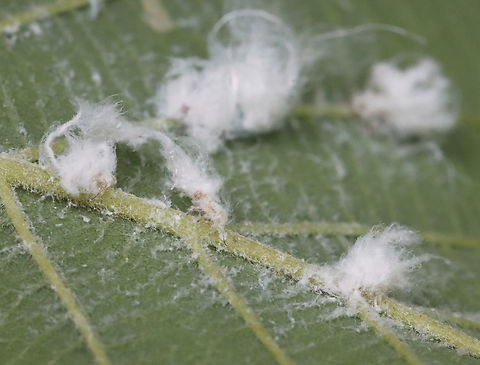 Cottony Alder Psyllids (Nymphs) - Psylla floccosa The white stuff is wax that the nymphs produce.

Habitat: There were TONS of them on an alder (Alnus sp.) tree; bog/mixed forest edge
https://www.jungledragon.com/image/129954/cottony_alder_psyllid_nymph_-_psylla_floccosa.html
https://www.jungledragon.com/image/129960/cottony_alder_psyllids_nymphs_and_adult_-_psylla_floccosa.html
https://www.jungledragon.com/image/129959/cottony_alder_psyllids_adult_and_nymph_-_psylla_floccosa.html
https://www.jungledragon.com/image/129958/cottony_alder_psyllids_nymphs_-_psylla_floccosa.html
https://www.jungledragon.com/image/129957/cottony_alder_psyllid_adult_-_psylla_floccosa.html
https://www.jungledragon.com/image/129956/cottony_alder_psyllid_exuvia_-_psylla_floccosa.html
https://www.jungledragon.com/image/129955/cottony_alder_psyllids_nymphs_-_psylla_floccosa.html Cottony Alder Psyllid,Geotagged,Psylla floccosa,Spring,United States