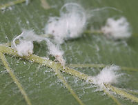 Cottony Alder Psyllids (Nymphs) - Psylla floccosa The white stuff is wax that the nymphs produce.<br />
<br />
Habitat: There were TONS of them on an alder (Alnus sp.) tree; bog/mixed forest edge<br />
https://www.jungledragon.com/image/129954/cottony_alder_psyllid_nymph_-_psylla_floccosa.html<br />
https://www.jungledragon.com/image/129960/cottony_alder_psyllids_nymphs_and_adult_-_psylla_floccosa.html<br />
https://www.jungledragon.com/image/129959/cottony_alder_psyllids_adult_and_nymph_-_psylla_floccosa.html<br />
https://www.jungledragon.com/image/129958/cottony_alder_psyllids_nymphs_-_psylla_floccosa.html<br />
https://www.jungledragon.com/image/129957/cottony_alder_psyllid_adult_-_psylla_floccosa.html<br />
https://www.jungledragon.com/image/129956/cottony_alder_psyllid_exuvia_-_psylla_floccosa.html<br />
https://www.jungledragon.com/image/129955/cottony_alder_psyllids_nymphs_-_psylla_floccosa.html Cottony Alder Psyllid,Geotagged,Psylla floccosa,Spring,United States