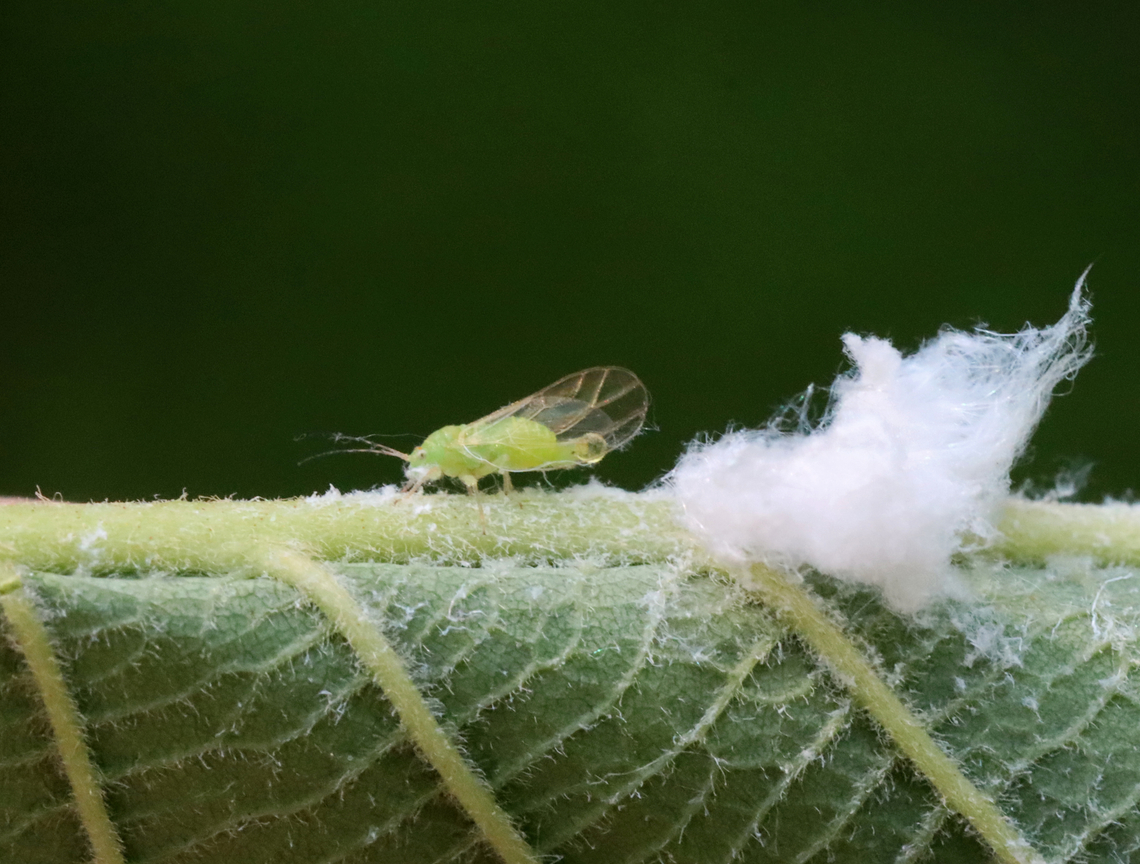 Cottony Alder Psyllids (Adult and Nymph) - Psylla floccosa The fluffy one is a nymph and the green one is an adult. The adult is excreting honeydew in this photo.<br />
<br />
Habitat: There were TONS of them on an alder (Alnus sp.) tree; bog/mixed forest edge<br />
<figure class="photo"><a href="https://www.jungledragon.com/image/129954/cottony_alder_psyllid_nymph_-_psylla_floccosa.html" title="Cottony Alder Psyllid (Nymph) - Psylla floccosa"><img src="https://s3.amazonaws.com/media.jungledragon.com/images/3232/129954_thumb.jpg?AWSAccessKeyId=05GMT0V3GWVNE7GGM1R2&Expires=1759968010&Signature=wCbcZNfSLIrbKqyvL%2F2p4qpAu6A%3D" width="200" height="150" alt="Cottony Alder Psyllid (Nymph) - Psylla floccosa Habitat: There were TONS of them on an alder (Alnus sp.) tree; bog/mixed forest edge<br />
https://www.jungledragon.com/image/129954/cottony_alder_psyllid_nymph_-_psylla_floccosa.html<br />
https://www.jungledragon.com/image/129960/cottony_alder_psyllids_nymphs_and_adult_-_psylla_floccosa.html<br />
https://www.jungledragon.com/image/129959/cottony_alder_psyllids_adult_and_nymph_-_psylla_floccosa.html<br />
https://www.jungledragon.com/image/129958/cottony_alder_psyllids_nymphs_-_psylla_floccosa.html<br />
https://www.jungledragon.com/image/129957/cottony_alder_psyllid_adult_-_psylla_floccosa.html<br />
https://www.jungledragon.com/image/129956/cottony_alder_psyllid_exuvia_-_psylla_floccosa.html<br />
https://www.jungledragon.com/image/129955/cottony_alder_psyllids_nymphs_-_psylla_floccosa.html Cottony Alder Psyllid,Geotagged,Psylla floccosa,Spring,United States,alder,alnus,psylla,psyllid" /></a></figure><br />
<figure class="photo"><a href="https://www.jungledragon.com/image/129960/cottony_alder_psyllids_nymphs_and_adult_-_psylla_floccosa.html" title="Cottony Alder Psyllids (Nymphs and Adult) - Psylla floccosa"><img src="https://s3.amazonaws.com/media.jungledragon.com/images/3232/129960_thumb.jpg?AWSAccessKeyId=05GMT0V3GWVNE7GGM1R2&Expires=1759968010&Signature=ToHrLdy%2B2d7Z%2BXb1qdap4VTa%2Bm8%3D" width="110" height="152" alt="Cottony Alder Psyllids (Nymphs and Adult) - Psylla floccosa The fluffy ones are the nymphs and the lone, green one is an adult. <br />
<br />
Habitat: There were TONS of them on an alder (Alnus sp.) tree; bog/mixed forest edge<br />
https://www.jungledragon.com/image/129954/cottony_alder_psyllid_nymph_-_psylla_floccosa.html<br />
https://www.jungledragon.com/image/129960/cottony_alder_psyllids_nymphs_and_adult_-_psylla_floccosa.html<br />
https://www.jungledragon.com/image/129959/cottony_alder_psyllids_adult_and_nymph_-_psylla_floccosa.html<br />
https://www.jungledragon.com/image/129958/cottony_alder_psyllids_nymphs_-_psylla_floccosa.html<br />
https://www.jungledragon.com/image/129957/cottony_alder_psyllid_adult_-_psylla_floccosa.html<br />
https://www.jungledragon.com/image/129956/cottony_alder_psyllid_exuvia_-_psylla_floccosa.html<br />
https://www.jungledragon.com/image/129955/cottony_alder_psyllids_nymphs_-_psylla_floccosa.html Cottony Alder Psyllid,Geotagged,Psylla floccosa,Spring,United States,nymph,psyllid nymph" /></a></figure><br />
<figure class="photo"><a href="https://www.jungledragon.com/image/129959/cottony_alder_psyllids_adult_and_nymph_-_psylla_floccosa.html" title="Cottony Alder Psyllids (Adult and Nymph) - Psylla floccosa"><img src="https://s3.amazonaws.com/media.jungledragon.com/images/3232/129959_thumb.jpg?AWSAccessKeyId=05GMT0V3GWVNE7GGM1R2&Expires=1759968010&Signature=zbxWMQR1Z1rWr29klaQW0kzLcuA%3D" width="200" height="152" alt="Cottony Alder Psyllids (Adult and Nymph) - Psylla floccosa The fluffy one is a nymph and the green one is an adult. The adult is excreting honeydew in this photo.<br />
<br />
Habitat: There were TONS of them on an alder (Alnus sp.) tree; bog/mixed forest edge<br />
https://www.jungledragon.com/image/129954/cottony_alder_psyllid_nymph_-_psylla_floccosa.html<br />
https://www.jungledragon.com/image/129960/cottony_alder_psyllids_nymphs_and_adult_-_psylla_floccosa.html<br />
https://www.jungledragon.com/image/129959/cottony_alder_psyllids_adult_and_nymph_-_psylla_floccosa.html<br />
https://www.jungledragon.com/image/129958/cottony_alder_psyllids_nymphs_-_psylla_floccosa.html<br />
https://www.jungledragon.com/image/129957/cottony_alder_psyllid_adult_-_psylla_floccosa.html<br />
https://www.jungledragon.com/image/129956/cottony_alder_psyllid_exuvia_-_psylla_floccosa.html<br />
https://www.jungledragon.com/image/129955/cottony_alder_psyllids_nymphs_-_psylla_floccosa.html Cottony Alder Psyllid,Geotagged,Psylla floccosa,Spring,United States" /></a></figure><br />
<figure class="photo"><a href="https://www.jungledragon.com/image/129958/cottony_alder_psyllids_nymphs_-_psylla_floccosa.html" title="Cottony Alder Psyllids (Nymphs) - Psylla floccosa"><img src="https://s3.amazonaws.com/media.jungledragon.com/images/3232/129958_thumb.jpg?AWSAccessKeyId=05GMT0V3GWVNE7GGM1R2&Expires=1759968010&Signature=lXjdX5%2B4mUGAKWNQ%2Bgct3pynWGU%3D" width="200" height="152" alt="Cottony Alder Psyllids (Nymphs) - Psylla floccosa The white stuff is wax that the nymphs produce.<br />
<br />
Habitat: There were TONS of them on an alder (Alnus sp.) tree; bog/mixed forest edge<br />
https://www.jungledragon.com/image/129954/cottony_alder_psyllid_nymph_-_psylla_floccosa.html<br />
https://www.jungledragon.com/image/129960/cottony_alder_psyllids_nymphs_and_adult_-_psylla_floccosa.html<br />
https://www.jungledragon.com/image/129959/cottony_alder_psyllids_adult_and_nymph_-_psylla_floccosa.html<br />
https://www.jungledragon.com/image/129958/cottony_alder_psyllids_nymphs_-_psylla_floccosa.html<br />
https://www.jungledragon.com/image/129957/cottony_alder_psyllid_adult_-_psylla_floccosa.html<br />
https://www.jungledragon.com/image/129956/cottony_alder_psyllid_exuvia_-_psylla_floccosa.html<br />
https://www.jungledragon.com/image/129955/cottony_alder_psyllids_nymphs_-_psylla_floccosa.html Cottony Alder Psyllid,Geotagged,Psylla floccosa,Spring,United States" /></a></figure><br />
<figure class="photo"><a href="https://www.jungledragon.com/image/129957/cottony_alder_psyllid_adult_-_psylla_floccosa.html" title="Cottony Alder Psyllid (Adult) - Psylla floccosa"><img src="https://s3.amazonaws.com/media.jungledragon.com/images/3232/129957_thumb.jpg?AWSAccessKeyId=05GMT0V3GWVNE7GGM1R2&Expires=1759968010&Signature=gFX86gBgD3xQZTTQOYyx1LcwLVo%3D" width="200" height="148" alt="Cottony Alder Psyllid (Adult) - Psylla floccosa Habitat: There were TONS of them on an alder (Alnus sp.) tree; bog/mixed forest edge<br />
https://www.jungledragon.com/image/129954/cottony_alder_psyllid_nymph_-_psylla_floccosa.html<br />
https://www.jungledragon.com/image/129960/cottony_alder_psyllids_nymphs_and_adult_-_psylla_floccosa.html<br />
https://www.jungledragon.com/image/129959/cottony_alder_psyllids_adult_and_nymph_-_psylla_floccosa.html<br />
https://www.jungledragon.com/image/129958/cottony_alder_psyllids_nymphs_-_psylla_floccosa.html<br />
https://www.jungledragon.com/image/129957/cottony_alder_psyllid_adult_-_psylla_floccosa.html<br />
https://www.jungledragon.com/image/129956/cottony_alder_psyllid_exuvia_-_psylla_floccosa.html<br />
https://www.jungledragon.com/image/129955/cottony_alder_psyllids_nymphs_-_psylla_floccosa.html Cottony Alder Psyllid,Geotagged,Psylla floccosa,Spring,United States" /></a></figure><br />
<figure class="photo"><a href="https://www.jungledragon.com/image/129956/cottony_alder_psyllid_exuvia_-_psylla_floccosa.html" title="Cottony Alder Psyllid (Exuvia) - Psylla floccosa"><img src="https://s3.amazonaws.com/media.jungledragon.com/images/3232/129956_thumb.jpg?AWSAccessKeyId=05GMT0V3GWVNE7GGM1R2&Expires=1759968010&Signature=GLYhQVUzuIea2CKboU4ue%2BrbMvg%3D" width="200" height="172" alt="Cottony Alder Psyllid (Exuvia) - Psylla floccosa Habitat: There were TONS of them on an alder (Alnus sp.) tree; bog/mixed forest edge<br />
https://www.jungledragon.com/image/129954/cottony_alder_psyllid_nymph_-_psylla_floccosa.html<br />
https://www.jungledragon.com/image/129960/cottony_alder_psyllids_nymphs_and_adult_-_psylla_floccosa.html<br />
https://www.jungledragon.com/image/129959/cottony_alder_psyllids_adult_and_nymph_-_psylla_floccosa.html<br />
https://www.jungledragon.com/image/129958/cottony_alder_psyllids_nymphs_-_psylla_floccosa.html<br />
https://www.jungledragon.com/image/129957/cottony_alder_psyllid_adult_-_psylla_floccosa.html<br />
https://www.jungledragon.com/image/129956/cottony_alder_psyllid_exuvia_-_psylla_floccosa.html<br />
https://www.jungledragon.com/image/129955/cottony_alder_psyllids_nymphs_-_psylla_floccosa.html Cottony Alder Psyllid,Geotagged,Psylla floccosa,Spring,United States,exuvia" /></a></figure><br />
<figure class="photo"><a href="https://www.jungledragon.com/image/129955/cottony_alder_psyllids_nymphs_-_psylla_floccosa.html" title="Cottony Alder Psyllids (Nymphs) - Psylla floccosa"><img src="https://s3.amazonaws.com/media.jungledragon.com/images/3232/129955_thumb.jpg?AWSAccessKeyId=05GMT0V3GWVNE7GGM1R2&Expires=1759968010&Signature=HXvGr3MVe0ZX0svLSlgkuhLYHCw%3D" width="200" height="150" alt="Cottony Alder Psyllids (Nymphs) - Psylla floccosa Habitat: There were TONS of them on an alder (Alnus sp.) tree; bog/mixed forest edge<br />
https://www.jungledragon.com/image/129954/cottony_alder_psyllid_nymph_-_psylla_floccosa.html<br />
https://www.jungledragon.com/image/129960/cottony_alder_psyllids_nymphs_and_adult_-_psylla_floccosa.html<br />
https://www.jungledragon.com/image/129959/cottony_alder_psyllids_adult_and_nymph_-_psylla_floccosa.html<br />
https://www.jungledragon.com/image/129958/cottony_alder_psyllids_nymphs_-_psylla_floccosa.html<br />
https://www.jungledragon.com/image/129957/cottony_alder_psyllid_adult_-_psylla_floccosa.html<br />
https://www.jungledragon.com/image/129956/cottony_alder_psyllid_exuvia_-_psylla_floccosa.html<br />
https://www.jungledragon.com/image/129955/cottony_alder_psyllids_nymphs_-_psylla_floccosa.html Cottony Alder Psyllid,Geotagged,Psylla floccosa,Spring,United States" /></a></figure> Cottony Alder Psyllid,Geotagged,Psylla floccosa,Spring,United States