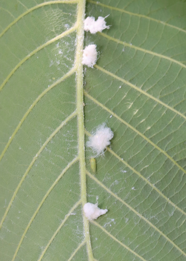 Cottony Alder Psyllids (Nymphs and Adult) - Psylla floccosa The fluffy ones are the nymphs and the lone, green one is an adult. <br />
<br />
Habitat: There were TONS of them on an alder (Alnus sp.) tree; bog/mixed forest edge<br />
<figure class="photo"><a href="https://www.jungledragon.com/image/129954/cottony_alder_psyllid_nymph_-_psylla_floccosa.html" title="Cottony Alder Psyllid (Nymph) - Psylla floccosa"><img src="https://s3.amazonaws.com/media.jungledragon.com/images/3232/129954_thumb.jpg?AWSAccessKeyId=05GMT0V3GWVNE7GGM1R2&Expires=1759968010&Signature=wCbcZNfSLIrbKqyvL%2F2p4qpAu6A%3D" width="200" height="150" alt="Cottony Alder Psyllid (Nymph) - Psylla floccosa Habitat: There were TONS of them on an alder (Alnus sp.) tree; bog/mixed forest edge<br />
https://www.jungledragon.com/image/129954/cottony_alder_psyllid_nymph_-_psylla_floccosa.html<br />
https://www.jungledragon.com/image/129960/cottony_alder_psyllids_nymphs_and_adult_-_psylla_floccosa.html<br />
https://www.jungledragon.com/image/129959/cottony_alder_psyllids_adult_and_nymph_-_psylla_floccosa.html<br />
https://www.jungledragon.com/image/129958/cottony_alder_psyllids_nymphs_-_psylla_floccosa.html<br />
https://www.jungledragon.com/image/129957/cottony_alder_psyllid_adult_-_psylla_floccosa.html<br />
https://www.jungledragon.com/image/129956/cottony_alder_psyllid_exuvia_-_psylla_floccosa.html<br />
https://www.jungledragon.com/image/129955/cottony_alder_psyllids_nymphs_-_psylla_floccosa.html Cottony Alder Psyllid,Geotagged,Psylla floccosa,Spring,United States,alder,alnus,psylla,psyllid" /></a></figure><br />
<figure class="photo"><a href="https://www.jungledragon.com/image/129960/cottony_alder_psyllids_nymphs_and_adult_-_psylla_floccosa.html" title="Cottony Alder Psyllids (Nymphs and Adult) - Psylla floccosa"><img src="https://s3.amazonaws.com/media.jungledragon.com/images/3232/129960_thumb.jpg?AWSAccessKeyId=05GMT0V3GWVNE7GGM1R2&Expires=1759968010&Signature=ToHrLdy%2B2d7Z%2BXb1qdap4VTa%2Bm8%3D" width="110" height="152" alt="Cottony Alder Psyllids (Nymphs and Adult) - Psylla floccosa The fluffy ones are the nymphs and the lone, green one is an adult. <br />
<br />
Habitat: There were TONS of them on an alder (Alnus sp.) tree; bog/mixed forest edge<br />
https://www.jungledragon.com/image/129954/cottony_alder_psyllid_nymph_-_psylla_floccosa.html<br />
https://www.jungledragon.com/image/129960/cottony_alder_psyllids_nymphs_and_adult_-_psylla_floccosa.html<br />
https://www.jungledragon.com/image/129959/cottony_alder_psyllids_adult_and_nymph_-_psylla_floccosa.html<br />
https://www.jungledragon.com/image/129958/cottony_alder_psyllids_nymphs_-_psylla_floccosa.html<br />
https://www.jungledragon.com/image/129957/cottony_alder_psyllid_adult_-_psylla_floccosa.html<br />
https://www.jungledragon.com/image/129956/cottony_alder_psyllid_exuvia_-_psylla_floccosa.html<br />
https://www.jungledragon.com/image/129955/cottony_alder_psyllids_nymphs_-_psylla_floccosa.html Cottony Alder Psyllid,Geotagged,Psylla floccosa,Spring,United States,nymph,psyllid nymph" /></a></figure><br />
<figure class="photo"><a href="https://www.jungledragon.com/image/129959/cottony_alder_psyllids_adult_and_nymph_-_psylla_floccosa.html" title="Cottony Alder Psyllids (Adult and Nymph) - Psylla floccosa"><img src="https://s3.amazonaws.com/media.jungledragon.com/images/3232/129959_thumb.jpg?AWSAccessKeyId=05GMT0V3GWVNE7GGM1R2&Expires=1759968010&Signature=zbxWMQR1Z1rWr29klaQW0kzLcuA%3D" width="200" height="152" alt="Cottony Alder Psyllids (Adult and Nymph) - Psylla floccosa The fluffy one is a nymph and the green one is an adult. The adult is excreting honeydew in this photo.<br />
<br />
Habitat: There were TONS of them on an alder (Alnus sp.) tree; bog/mixed forest edge<br />
https://www.jungledragon.com/image/129954/cottony_alder_psyllid_nymph_-_psylla_floccosa.html<br />
https://www.jungledragon.com/image/129960/cottony_alder_psyllids_nymphs_and_adult_-_psylla_floccosa.html<br />
https://www.jungledragon.com/image/129959/cottony_alder_psyllids_adult_and_nymph_-_psylla_floccosa.html<br />
https://www.jungledragon.com/image/129958/cottony_alder_psyllids_nymphs_-_psylla_floccosa.html<br />
https://www.jungledragon.com/image/129957/cottony_alder_psyllid_adult_-_psylla_floccosa.html<br />
https://www.jungledragon.com/image/129956/cottony_alder_psyllid_exuvia_-_psylla_floccosa.html<br />
https://www.jungledragon.com/image/129955/cottony_alder_psyllids_nymphs_-_psylla_floccosa.html Cottony Alder Psyllid,Geotagged,Psylla floccosa,Spring,United States" /></a></figure><br />
<figure class="photo"><a href="https://www.jungledragon.com/image/129958/cottony_alder_psyllids_nymphs_-_psylla_floccosa.html" title="Cottony Alder Psyllids (Nymphs) - Psylla floccosa"><img src="https://s3.amazonaws.com/media.jungledragon.com/images/3232/129958_thumb.jpg?AWSAccessKeyId=05GMT0V3GWVNE7GGM1R2&Expires=1759968010&Signature=lXjdX5%2B4mUGAKWNQ%2Bgct3pynWGU%3D" width="200" height="152" alt="Cottony Alder Psyllids (Nymphs) - Psylla floccosa The white stuff is wax that the nymphs produce.<br />
<br />
Habitat: There were TONS of them on an alder (Alnus sp.) tree; bog/mixed forest edge<br />
https://www.jungledragon.com/image/129954/cottony_alder_psyllid_nymph_-_psylla_floccosa.html<br />
https://www.jungledragon.com/image/129960/cottony_alder_psyllids_nymphs_and_adult_-_psylla_floccosa.html<br />
https://www.jungledragon.com/image/129959/cottony_alder_psyllids_adult_and_nymph_-_psylla_floccosa.html<br />
https://www.jungledragon.com/image/129958/cottony_alder_psyllids_nymphs_-_psylla_floccosa.html<br />
https://www.jungledragon.com/image/129957/cottony_alder_psyllid_adult_-_psylla_floccosa.html<br />
https://www.jungledragon.com/image/129956/cottony_alder_psyllid_exuvia_-_psylla_floccosa.html<br />
https://www.jungledragon.com/image/129955/cottony_alder_psyllids_nymphs_-_psylla_floccosa.html Cottony Alder Psyllid,Geotagged,Psylla floccosa,Spring,United States" /></a></figure><br />
<figure class="photo"><a href="https://www.jungledragon.com/image/129957/cottony_alder_psyllid_adult_-_psylla_floccosa.html" title="Cottony Alder Psyllid (Adult) - Psylla floccosa"><img src="https://s3.amazonaws.com/media.jungledragon.com/images/3232/129957_thumb.jpg?AWSAccessKeyId=05GMT0V3GWVNE7GGM1R2&Expires=1759968010&Signature=gFX86gBgD3xQZTTQOYyx1LcwLVo%3D" width="200" height="148" alt="Cottony Alder Psyllid (Adult) - Psylla floccosa Habitat: There were TONS of them on an alder (Alnus sp.) tree; bog/mixed forest edge<br />
https://www.jungledragon.com/image/129954/cottony_alder_psyllid_nymph_-_psylla_floccosa.html<br />
https://www.jungledragon.com/image/129960/cottony_alder_psyllids_nymphs_and_adult_-_psylla_floccosa.html<br />
https://www.jungledragon.com/image/129959/cottony_alder_psyllids_adult_and_nymph_-_psylla_floccosa.html<br />
https://www.jungledragon.com/image/129958/cottony_alder_psyllids_nymphs_-_psylla_floccosa.html<br />
https://www.jungledragon.com/image/129957/cottony_alder_psyllid_adult_-_psylla_floccosa.html<br />
https://www.jungledragon.com/image/129956/cottony_alder_psyllid_exuvia_-_psylla_floccosa.html<br />
https://www.jungledragon.com/image/129955/cottony_alder_psyllids_nymphs_-_psylla_floccosa.html Cottony Alder Psyllid,Geotagged,Psylla floccosa,Spring,United States" /></a></figure><br />
<figure class="photo"><a href="https://www.jungledragon.com/image/129956/cottony_alder_psyllid_exuvia_-_psylla_floccosa.html" title="Cottony Alder Psyllid (Exuvia) - Psylla floccosa"><img src="https://s3.amazonaws.com/media.jungledragon.com/images/3232/129956_thumb.jpg?AWSAccessKeyId=05GMT0V3GWVNE7GGM1R2&Expires=1759968010&Signature=GLYhQVUzuIea2CKboU4ue%2BrbMvg%3D" width="200" height="172" alt="Cottony Alder Psyllid (Exuvia) - Psylla floccosa Habitat: There were TONS of them on an alder (Alnus sp.) tree; bog/mixed forest edge<br />
https://www.jungledragon.com/image/129954/cottony_alder_psyllid_nymph_-_psylla_floccosa.html<br />
https://www.jungledragon.com/image/129960/cottony_alder_psyllids_nymphs_and_adult_-_psylla_floccosa.html<br />
https://www.jungledragon.com/image/129959/cottony_alder_psyllids_adult_and_nymph_-_psylla_floccosa.html<br />
https://www.jungledragon.com/image/129958/cottony_alder_psyllids_nymphs_-_psylla_floccosa.html<br />
https://www.jungledragon.com/image/129957/cottony_alder_psyllid_adult_-_psylla_floccosa.html<br />
https://www.jungledragon.com/image/129956/cottony_alder_psyllid_exuvia_-_psylla_floccosa.html<br />
https://www.jungledragon.com/image/129955/cottony_alder_psyllids_nymphs_-_psylla_floccosa.html Cottony Alder Psyllid,Geotagged,Psylla floccosa,Spring,United States,exuvia" /></a></figure><br />
<figure class="photo"><a href="https://www.jungledragon.com/image/129955/cottony_alder_psyllids_nymphs_-_psylla_floccosa.html" title="Cottony Alder Psyllids (Nymphs) - Psylla floccosa"><img src="https://s3.amazonaws.com/media.jungledragon.com/images/3232/129955_thumb.jpg?AWSAccessKeyId=05GMT0V3GWVNE7GGM1R2&Expires=1759968010&Signature=HXvGr3MVe0ZX0svLSlgkuhLYHCw%3D" width="200" height="150" alt="Cottony Alder Psyllids (Nymphs) - Psylla floccosa Habitat: There were TONS of them on an alder (Alnus sp.) tree; bog/mixed forest edge<br />
https://www.jungledragon.com/image/129954/cottony_alder_psyllid_nymph_-_psylla_floccosa.html<br />
https://www.jungledragon.com/image/129960/cottony_alder_psyllids_nymphs_and_adult_-_psylla_floccosa.html<br />
https://www.jungledragon.com/image/129959/cottony_alder_psyllids_adult_and_nymph_-_psylla_floccosa.html<br />
https://www.jungledragon.com/image/129958/cottony_alder_psyllids_nymphs_-_psylla_floccosa.html<br />
https://www.jungledragon.com/image/129957/cottony_alder_psyllid_adult_-_psylla_floccosa.html<br />
https://www.jungledragon.com/image/129956/cottony_alder_psyllid_exuvia_-_psylla_floccosa.html<br />
https://www.jungledragon.com/image/129955/cottony_alder_psyllids_nymphs_-_psylla_floccosa.html Cottony Alder Psyllid,Geotagged,Psylla floccosa,Spring,United States" /></a></figure> Cottony Alder Psyllid,Geotagged,Psylla floccosa,Spring,United States,nymph,psyllid nymph