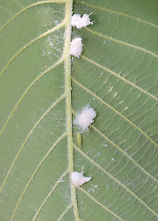 Cottony Alder Psyllids (Nymphs and Adult) - Psylla floccosa The fluffy ones are the nymphs and the lone, green one is an adult. 

Habitat: There were TONS of them on an alder (Alnus sp.) tree; bog/mixed forest edge
https://www.jungledragon.com/image/129954/cottony_alder_psyllid_nymph_-_psylla_floccosa.html
https://www.jungledragon.com/image/129960/cottony_alder_psyllids_nymphs_and_adult_-_psylla_floccosa.html
https://www.jungledragon.com/image/129959/cottony_alder_psyllids_adult_and_nymph_-_psylla_floccosa.html
https://www.jungledragon.com/image/129958/cottony_alder_psyllids_nymphs_-_psylla_floccosa.html
https://www.jungledragon.com/image/129957/cottony_alder_psyllid_adult_-_psylla_floccosa.html
https://www.jungledragon.com/image/129956/cottony_alder_psyllid_exuvia_-_psylla_floccosa.html
https://www.jungledragon.com/image/129955/cottony_alder_psyllids_nymphs_-_psylla_floccosa.html Cottony Alder Psyllid,Geotagged,Psylla floccosa,Spring,United States,nymph,psyllid nymph