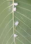 Cottony Alder Psyllids (Nymphs and Adult) - Psylla floccosa The fluffy ones are the nymphs and the lone, green one is an adult. <br />
<br />
Habitat: There were TONS of them on an alder (Alnus sp.) tree; bog/mixed forest edge<br />
https://www.jungledragon.com/image/129954/cottony_alder_psyllid_nymph_-_psylla_floccosa.html<br />
https://www.jungledragon.com/image/129960/cottony_alder_psyllids_nymphs_and_adult_-_psylla_floccosa.html<br />
https://www.jungledragon.com/image/129959/cottony_alder_psyllids_adult_and_nymph_-_psylla_floccosa.html<br />
https://www.jungledragon.com/image/129958/cottony_alder_psyllids_nymphs_-_psylla_floccosa.html<br />
https://www.jungledragon.com/image/129957/cottony_alder_psyllid_adult_-_psylla_floccosa.html<br />
https://www.jungledragon.com/image/129956/cottony_alder_psyllid_exuvia_-_psylla_floccosa.html<br />
https://www.jungledragon.com/image/129955/cottony_alder_psyllids_nymphs_-_psylla_floccosa.html Cottony Alder Psyllid,Geotagged,Psylla floccosa,Spring,United States,nymph,psyllid nymph