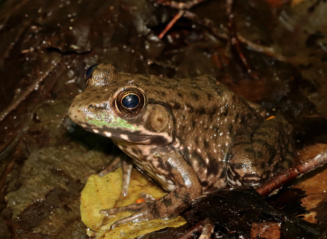 Green Frog - Lithobates clamitans Or is it a bullfrog (Lithobates catesbeianus)? I think I see a dorsolateral ridge, but maybe not. <br />
<br />
Habitat: Bog/mixed forest edge Geotagged,Green frog,Lithobates,Lithobates clamitans,Spring,United States,frog