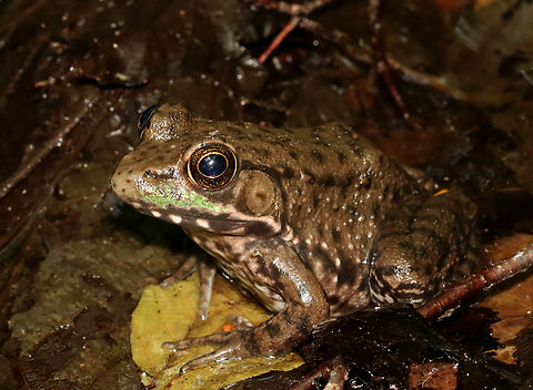 Green Frog - Lithobates clamitans Or is it a bullfrog (Lithobates catesbeianus)? I think I see a dorsolateral ridge, but maybe not. 

Habitat: Bog/mixed forest edge Geotagged,Green frog,Lithobates,Lithobates clamitans,Spring,United States,frog