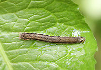 Norman's Quaker Caterpillar - Crocigrapha normani Habitat: Mixed forest<br />
https://www.jungledragon.com/image/129963/normans_quaker_caterpillar_-_crocigrapha_normani.html Crocigrapha,Crocigrapha normani,Geotagged,Spring,United States