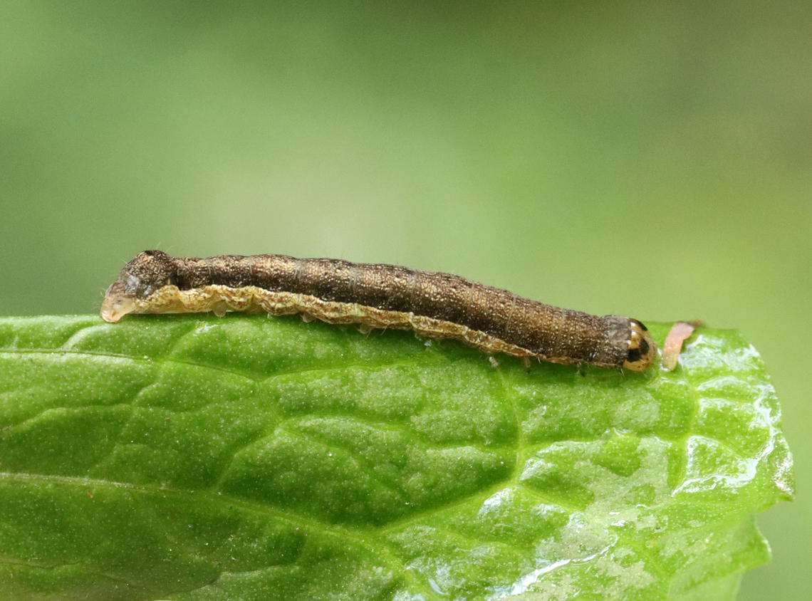 Norman's Quaker Caterpillar - Crocigrapha normani Habitat: Mixed forest<br />
<figure class="photo"><a href="https://www.jungledragon.com/image/129962/normans_quaker_caterpillar_-_crocigrapha_normani.html" title="Norman&#039;s Quaker Caterpillar - Crocigrapha normani"><img src="https://s3.amazonaws.com/media.jungledragon.com/images/3232/129962_thumb.jpg?AWSAccessKeyId=05GMT0V3GWVNE7GGM1R2&Expires=1759968010&Signature=d7QI87QtLhXy26BjZosNHttu5y8%3D" width="200" height="140" alt="Norman&#039;s Quaker Caterpillar - Crocigrapha normani Habitat: Mixed forest<br />
https://www.jungledragon.com/image/129963/normans_quaker_caterpillar_-_crocigrapha_normani.html Crocigrapha,Crocigrapha normani,Geotagged,Spring,United States" /></a></figure> Crocigrapha,Crocigrapha normani,Geotagged,Norman's Quaker,Spring,United States,caterpillar,larva
