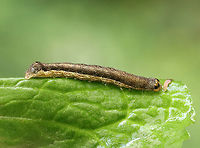 Norman's Quaker Caterpillar - Crocigrapha normani Habitat: Mixed forest<br />
https://www.jungledragon.com/image/129962/normans_quaker_caterpillar_-_crocigrapha_normani.html Crocigrapha,Crocigrapha normani,Geotagged,Norman's Quaker,Spring,United States,caterpillar,larva