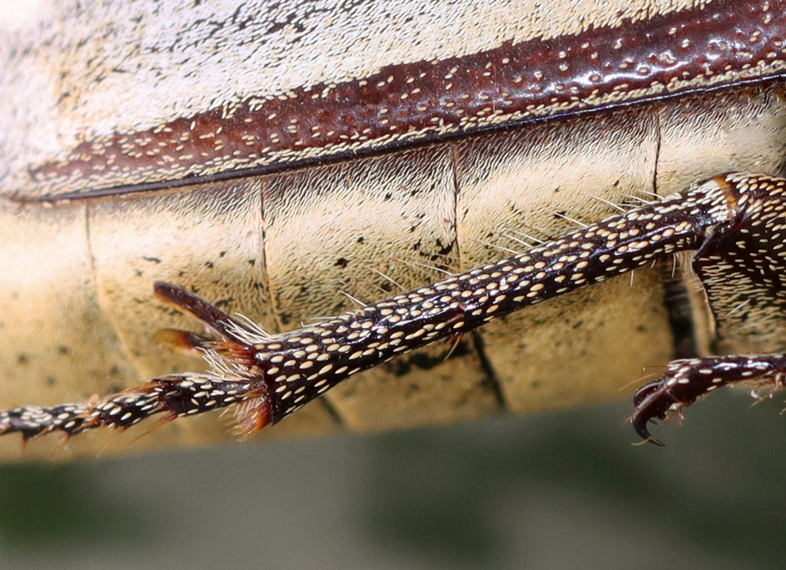 Sugarcane White Grub Beetle - Lepidiota stigma It has really cool legs!<br />
<br />
*Pinned specimen<br />
<figure class="photo"><a href="https://www.jungledragon.com/image/129982/sugarcane_white_grub_beetle_-_lepidiota_stigma.html" title="Sugarcane White Grub Beetle - Lepidiota stigma"><img src="https://s3.amazonaws.com/media.jungledragon.com/images/3232/129982_thumb.jpg?AWSAccessKeyId=05GMT0V3GWVNE7GGM1R2&Expires=1767225610&Signature=AQSV7oi6P5IWNLmONSSwSVSE3%2FU%3D" width="122" height="152" alt="Sugarcane White Grub Beetle - Lepidiota stigma This beetle is a pest of sugarcane in Asia.<br />
<br />
*Pinned specimen<br />
https://www.jungledragon.com/image/129981/sugarcane_white_grub_beetle_-_lepidiota_stigma.html Geotagged,Lepidiota,Lepidiota stigma,United States,Winter,beetle" /></a></figure> Geotagged,Lepidiota stigma,Sugarcane White Grub,United States,Winter
