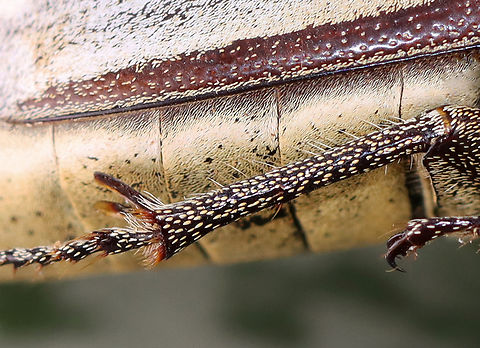 Sugarcane White Grub Beetle - Lepidiota stigma It has really cool legs!

*Pinned specimen
https://www.jungledragon.com/image/129982/sugarcane_white_grub_beetle_-_lepidiota_stigma.html Geotagged,Lepidiota stigma,Sugarcane White Grub,United States,Winter