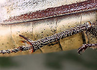 Sugarcane White Grub Beetle - Lepidiota stigma It has really cool legs!<br />
<br />
*Pinned specimen<br />
https://www.jungledragon.com/image/129982/sugarcane_white_grub_beetle_-_lepidiota_stigma.html Geotagged,Lepidiota stigma,Sugarcane White Grub,United States,Winter