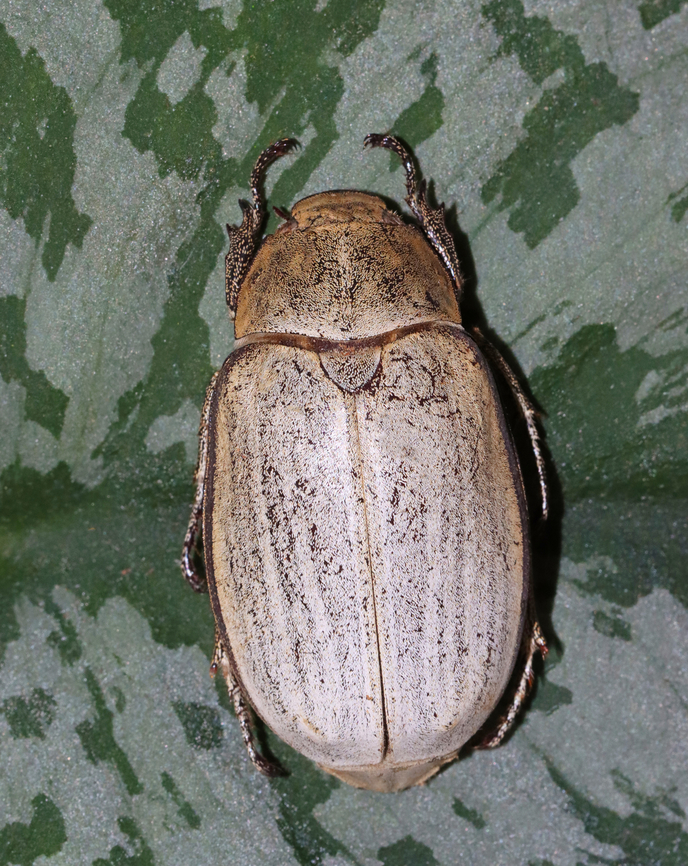 Sugarcane White Grub Beetle - Lepidiota stigma This beetle is a pest of sugarcane in Asia.<br />
<br />
*Pinned specimen<br />
<figure class="photo"><a href="https://www.jungledragon.com/image/129981/sugarcane_white_grub_beetle_-_lepidiota_stigma.html" title="Sugarcane White Grub Beetle - Lepidiota stigma"><img src="https://s3.amazonaws.com/media.jungledragon.com/images/3232/129981_thumb.jpg?AWSAccessKeyId=05GMT0V3GWVNE7GGM1R2&Expires=1759968010&Signature=6ve08N3fScSf6TRTt1vw1qXipQI%3D" width="200" height="146" alt="Sugarcane White Grub Beetle - Lepidiota stigma It has really cool legs!<br />
<br />
*Pinned specimen<br />
https://www.jungledragon.com/image/129982/sugarcane_white_grub_beetle_-_lepidiota_stigma.html Geotagged,Lepidiota stigma,Sugarcane White Grub,United States,Winter" /></a></figure> Geotagged,Lepidiota,Lepidiota stigma,United States,Winter,beetle