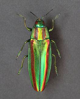 Jewel Beetle - Chrysochroa fulgidissima *Pinned specimen Chrysochroa,Chrysochroa fulgidissima,Geotagged,United States,Winter,Yamato tamamushi,beetle,jewel beetle,wood boring beetle