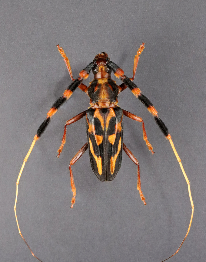 Beetle - Battus barbicornis TL: ~4 cm. Native to South America.<br />
<br />
*Pinned specimen Battus,Battus barbicornis,Batus barbicornis,Geotagged,United States,Winter,beetle,cerambycidae,longhorn beetle