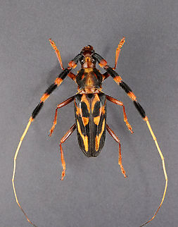 Beetle - Battus barbicornis TL: ~4 cm. Native to South America.

*Pinned specimen Battus,Battus barbicornis,Batus barbicornis,Geotagged,United States,Winter,beetle,cerambycidae,longhorn beetle