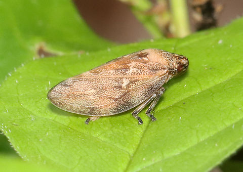 Meadow Froghopper - Philaenus spumarius Habitat: Mixed forest
https://www.jungledragon.com/image/130060/meadow_froghopper_-_philaenus_spumarius.html Geotagged,Meadow Froghopper,Philaenus spumarius,Spring,United States