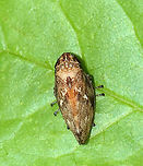 Meadow Froghopper - Philaenus spumarius Habitat: Mixed forest<br />
https://www.jungledragon.com/image/130059/meadow_froghopper_-_philaenus_spumarius.html Geotagged,Meadow Froghopper,Philaenus,Philaenus spumarius,Spring,United States,froghopper