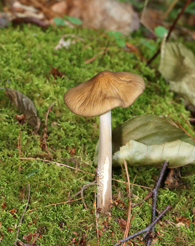 Oudemansiella furfuracea Habitat: Growing in moss; mixed, mesic forest<br />
<figure class="photo"><a href="https://www.jungledragon.com/image/130064/oudemansiella_furfuracea.html" title="Oudemansiella furfuracea"><img src="https://s3.amazonaws.com/media.jungledragon.com/images/3232/130064_thumb.jpg?AWSAccessKeyId=05GMT0V3GWVNE7GGM1R2&Expires=1767225610&Signature=qiJE8YuXvELIQcRJjD%2BZvcAv3qg%3D" width="200" height="140" alt="Oudemansiella furfuracea Habitat: Growing in moss; mixed, mesic forest<br />
https://www.jungledragon.com/image/130063/oudemansiella_furfuracea.html Geotagged,Oudemansiella furfuracea,Spring,United States" /></a></figure> Geotagged,Oudemansiella,Oudemansiella furfuracea,Spring,United States,fungus,mushroom