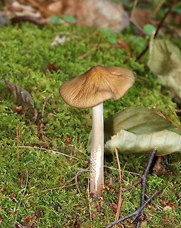 Oudemansiella furfuracea Habitat: Growing in moss; mixed, mesic forest
https://www.jungledragon.com/image/130064/oudemansiella_furfuracea.html Geotagged,Oudemansiella,Oudemansiella furfuracea,Spring,United States,fungus,mushroom