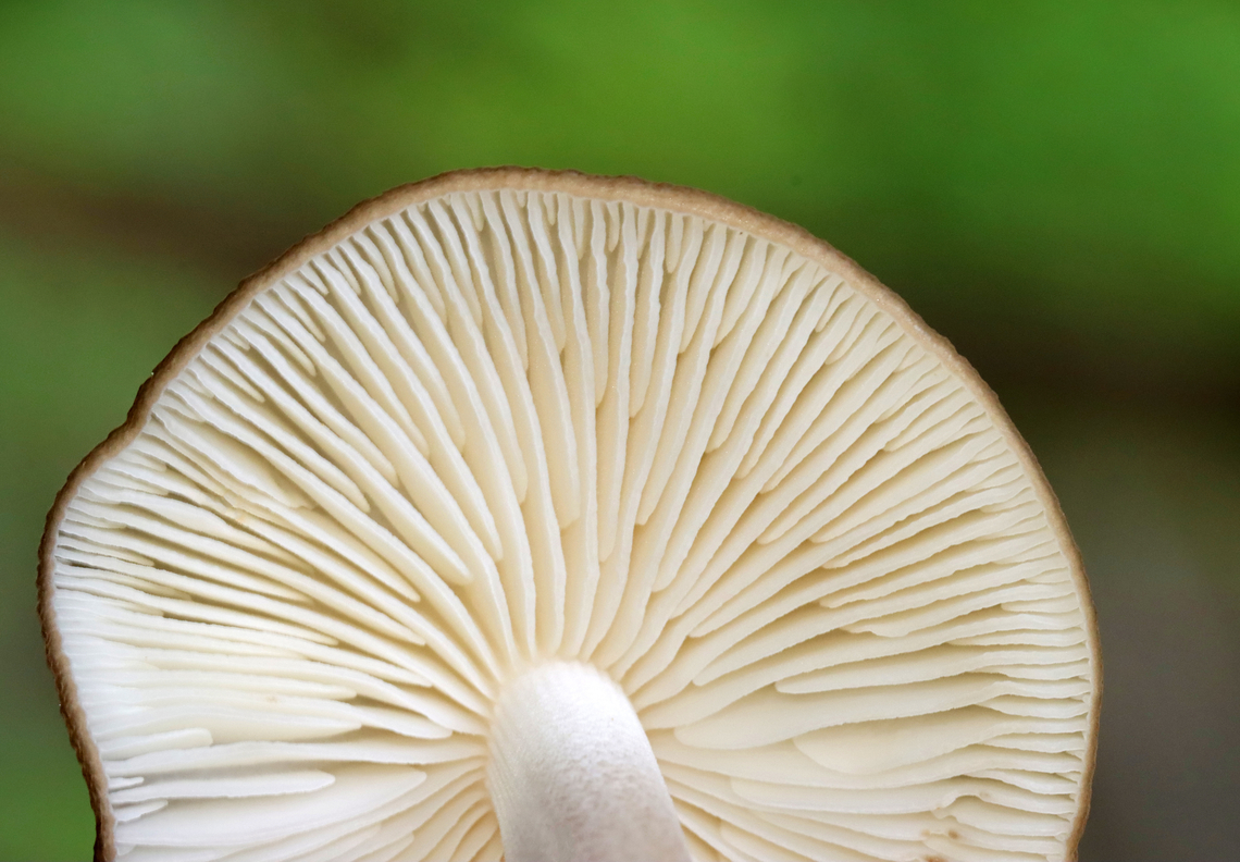 Oudemansiella furfuracea Habitat: Growing in moss; mixed, mesic forest<br />
<figure class="photo"><a href="https://www.jungledragon.com/image/130063/oudemansiella_furfuracea.html" title="Oudemansiella furfuracea"><img src="https://s3.amazonaws.com/media.jungledragon.com/images/3232/130063_thumb.jpg?AWSAccessKeyId=05GMT0V3GWVNE7GGM1R2&Expires=1767225610&Signature=jqBeYyQFk7Y6l7SctT%2F3YuJ9b90%3D" width="122" height="152" alt="Oudemansiella furfuracea Habitat: Growing in moss; mixed, mesic forest<br />
https://www.jungledragon.com/image/130064/oudemansiella_furfuracea.html Geotagged,Oudemansiella,Oudemansiella furfuracea,Spring,United States,fungus,mushroom" /></a></figure> Geotagged,Oudemansiella furfuracea,Spring,United States