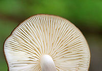 Oudemansiella furfuracea Habitat: Growing in moss; mixed, mesic forest<br />
https://www.jungledragon.com/image/130063/oudemansiella_furfuracea.html Geotagged,Oudemansiella furfuracea,Spring,United States