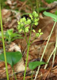 Wild Sarsaparilla - Aralia nudicaulis I have yet to get good photos of this plant! Grrr ;P
The aromatic rhizomes of this plant are used as a substitute for sarsaparilla. The roots are also used in tea or chewed on their own.
Habitat: Mixed, mesic forest Aralia,Aralia nudicaulis,Geotagged,Spring,United States,Wild sarsaparilla