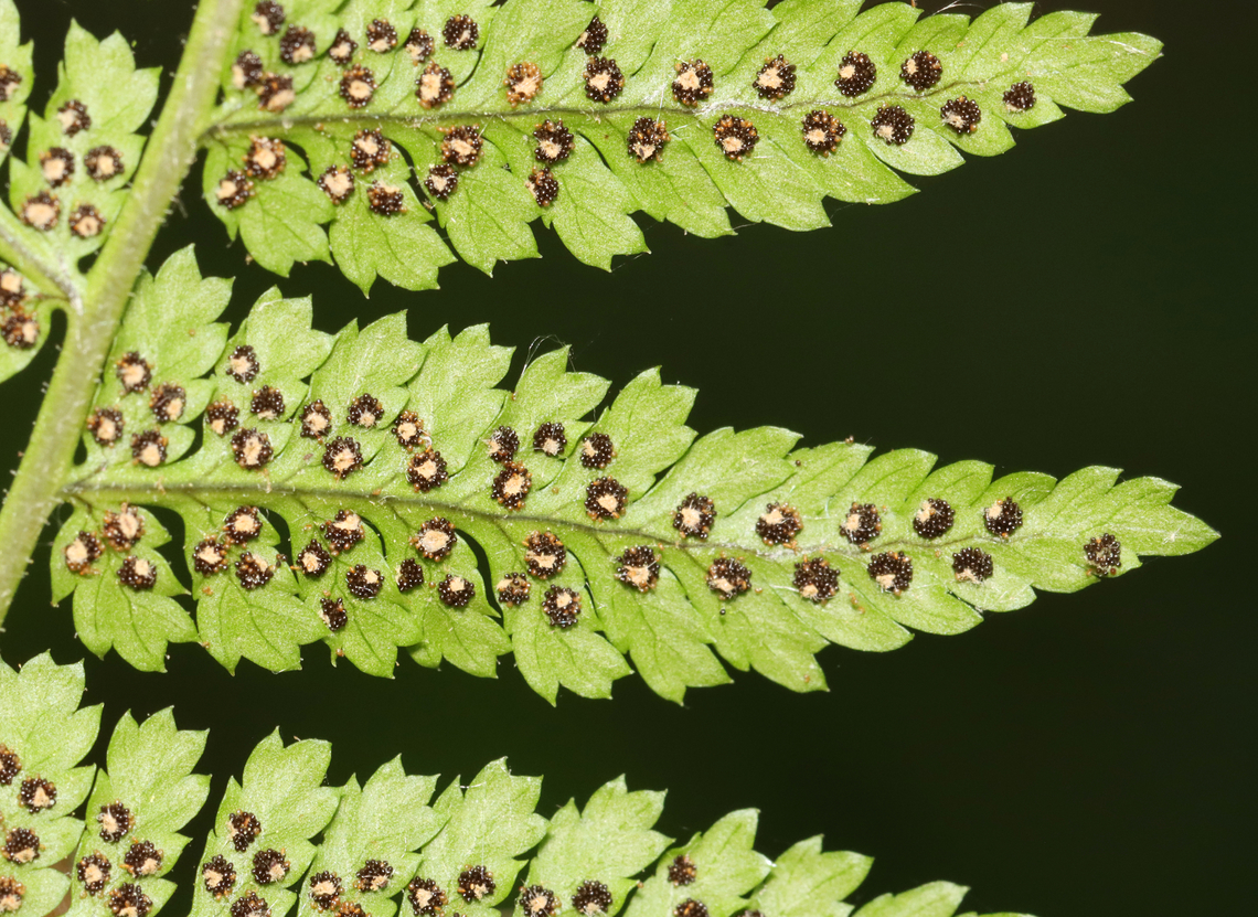 Lady Fern (Sori) - Athyrium sp. Habitat: Mesic, mixed forest<br />
<figure class="photo"><a href="https://www.jungledragon.com/image/130067/lady_fern_sori_-_athyrium_sp.html" title="Lady Fern (Sori) - Athyrium sp."><img src="https://s3.amazonaws.com/media.jungledragon.com/images/3232/130067_thumb.jpg?AWSAccessKeyId=05GMT0V3GWVNE7GGM1R2&Expires=1759968010&Signature=m9KPG7fyYP%2BGoALA3K5Dft1bloc%3D" width="114" height="152" alt="Lady Fern (Sori) - Athyrium sp. Habitat: Mesic, mixed forest<br />
https://www.jungledragon.com/image/130066/lady_fern_sori_-_athyrium_sp.html Athyrium,Geotagged,Spring,United States,fern,lady fern,sori" /></a></figure> Geotagged,Spring,United States
