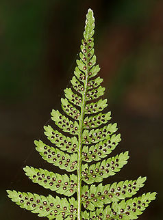 Lady Fern (Sori) - Athyrium sp. Habitat: Mesic, mixed forest
https://www.jungledragon.com/image/130066/lady_fern_sori_-_athyrium_sp.html Athyrium,Geotagged,Spring,United States,fern,lady fern,sori