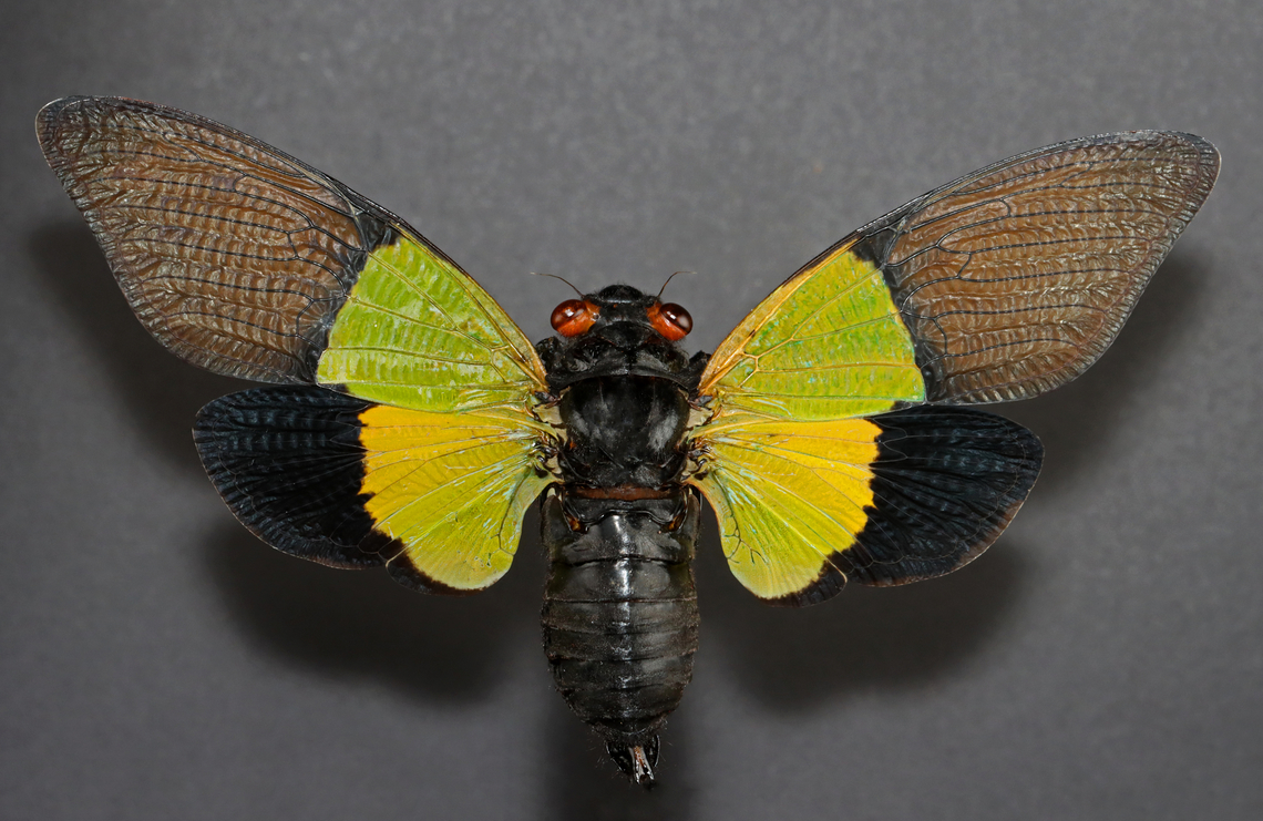 Cicada - Trengganua sibylla *Pinned specimen Geotagged,Trengganua,Trengganua sibylla,United States,Winter,cicada