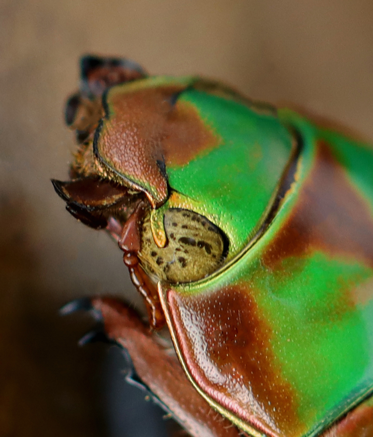 Jewel Scarab - Plusiotis adelaida *Pinned specimen<br />
<br />
<figure class="photo"><a href="https://www.jungledragon.com/image/130117/jewel_scarab_-_plusiotis_adelaida.html" title="Jewel Scarab - Plusiotis adelaida"><img src="https://s3.amazonaws.com/media.jungledragon.com/images/3232/130117_thumb.jpg?AWSAccessKeyId=05GMT0V3GWVNE7GGM1R2&Expires=1759968010&Signature=0vtWpkpXPyFiuIh0YFiGJbczSKQ%3D" width="130" height="152" alt="Jewel Scarab - Plusiotis adelaida *Pinned specimen<br />
<br />
https://www.jungledragon.com/image/130117/jewel_scarab_-_plusiotis_adelaida.html<br />
https://www.jungledragon.com/image/130119/jewel_scarab_-_plusiotis_adelaida.html<br />
https://www.jungledragon.com/image/130118/jewel_scarab_-_plusiotis_adelaida.html Geotagged,Plusiotis adelaida,United States,Winter" /></a></figure><br />
<figure class="photo"><a href="https://www.jungledragon.com/image/130119/jewel_scarab_-_plusiotis_adelaida.html" title="Jewel Scarab - Plusiotis adelaida"><img src="https://s3.amazonaws.com/media.jungledragon.com/images/3232/130119_thumb.jpg?AWSAccessKeyId=05GMT0V3GWVNE7GGM1R2&Expires=1759968010&Signature=%2BKCSYxPIA531iXV3K0crQDsxsQw%3D" width="200" height="150" alt="Jewel Scarab - Plusiotis adelaida *Pinned specimen<br />
https://www.jungledragon.com/image/130117/jewel_scarab_-_plusiotis_adelaida.html<br />
https://www.jungledragon.com/image/130119/jewel_scarab_-_plusiotis_adelaida.html<br />
https://www.jungledragon.com/image/130118/jewel_scarab_-_plusiotis_adelaida.html Geotagged,Plusiotis,Plusiotis adelaida,United States,Winter,beetle,jewel scarab" /></a></figure><br />
<figure class="photo"><a href="https://www.jungledragon.com/image/130118/jewel_scarab_-_plusiotis_adelaida.html" title="Jewel Scarab - Plusiotis adelaida"><img src="https://s3.amazonaws.com/media.jungledragon.com/images/3232/130118_thumb.jpg?AWSAccessKeyId=05GMT0V3GWVNE7GGM1R2&Expires=1759968010&Signature=ifs%2FcUQEkPfOFKtH0R0JHjFSSjE%3D" width="124" height="152" alt="Jewel Scarab - Plusiotis adelaida *Pinned specimen<br />
https://www.jungledragon.com/image/130117/jewel_scarab_-_plusiotis_adelaida.html<br />
https://www.jungledragon.com/image/130119/jewel_scarab_-_plusiotis_adelaida.html<br />
https://www.jungledragon.com/image/130118/jewel_scarab_-_plusiotis_adelaida.html Geotagged,Plusiotis adelaida,United States,Winter" /></a></figure> Geotagged,Plusiotis adelaida,United States,Winter