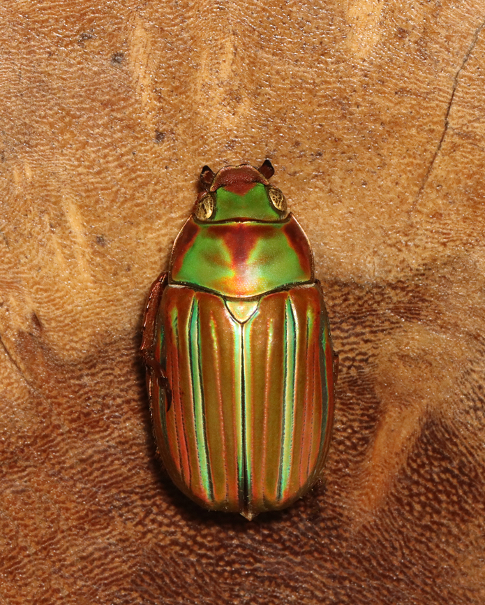 Jewel Scarab - Plusiotis adelaida *Pinned specimen<br />
<figure class="photo"><a href="https://www.jungledragon.com/image/130117/jewel_scarab_-_plusiotis_adelaida.html" title="Jewel Scarab - Plusiotis adelaida"><img src="https://s3.amazonaws.com/media.jungledragon.com/images/3232/130117_thumb.jpg?AWSAccessKeyId=05GMT0V3GWVNE7GGM1R2&Expires=1759968010&Signature=0vtWpkpXPyFiuIh0YFiGJbczSKQ%3D" width="130" height="152" alt="Jewel Scarab - Plusiotis adelaida *Pinned specimen<br />
<br />
https://www.jungledragon.com/image/130117/jewel_scarab_-_plusiotis_adelaida.html<br />
https://www.jungledragon.com/image/130119/jewel_scarab_-_plusiotis_adelaida.html<br />
https://www.jungledragon.com/image/130118/jewel_scarab_-_plusiotis_adelaida.html Geotagged,Plusiotis adelaida,United States,Winter" /></a></figure><br />
<figure class="photo"><a href="https://www.jungledragon.com/image/130119/jewel_scarab_-_plusiotis_adelaida.html" title="Jewel Scarab - Plusiotis adelaida"><img src="https://s3.amazonaws.com/media.jungledragon.com/images/3232/130119_thumb.jpg?AWSAccessKeyId=05GMT0V3GWVNE7GGM1R2&Expires=1759968010&Signature=%2BKCSYxPIA531iXV3K0crQDsxsQw%3D" width="200" height="150" alt="Jewel Scarab - Plusiotis adelaida *Pinned specimen<br />
https://www.jungledragon.com/image/130117/jewel_scarab_-_plusiotis_adelaida.html<br />
https://www.jungledragon.com/image/130119/jewel_scarab_-_plusiotis_adelaida.html<br />
https://www.jungledragon.com/image/130118/jewel_scarab_-_plusiotis_adelaida.html Geotagged,Plusiotis,Plusiotis adelaida,United States,Winter,beetle,jewel scarab" /></a></figure><br />
<figure class="photo"><a href="https://www.jungledragon.com/image/130118/jewel_scarab_-_plusiotis_adelaida.html" title="Jewel Scarab - Plusiotis adelaida"><img src="https://s3.amazonaws.com/media.jungledragon.com/images/3232/130118_thumb.jpg?AWSAccessKeyId=05GMT0V3GWVNE7GGM1R2&Expires=1759968010&Signature=ifs%2FcUQEkPfOFKtH0R0JHjFSSjE%3D" width="124" height="152" alt="Jewel Scarab - Plusiotis adelaida *Pinned specimen<br />
https://www.jungledragon.com/image/130117/jewel_scarab_-_plusiotis_adelaida.html<br />
https://www.jungledragon.com/image/130119/jewel_scarab_-_plusiotis_adelaida.html<br />
https://www.jungledragon.com/image/130118/jewel_scarab_-_plusiotis_adelaida.html Geotagged,Plusiotis adelaida,United States,Winter" /></a></figure> Geotagged,Plusiotis adelaida,United States,Winter