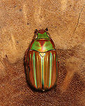 Jewel Scarab - Plusiotis adelaida *Pinned specimen<br />
https://www.jungledragon.com/image/130117/jewel_scarab_-_plusiotis_adelaida.html<br />
https://www.jungledragon.com/image/130119/jewel_scarab_-_plusiotis_adelaida.html<br />
https://www.jungledragon.com/image/130118/jewel_scarab_-_plusiotis_adelaida.html Geotagged,Plusiotis adelaida,United States,Winter