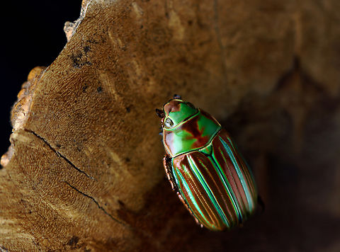 Jewel Scarab - Plusiotis adelaida *Pinned specimen
https://www.jungledragon.com/image/130117/jewel_scarab_-_plusiotis_adelaida.html
https://www.jungledragon.com/image/130119/jewel_scarab_-_plusiotis_adelaida.html
https://www.jungledragon.com/image/130118/jewel_scarab_-_plusiotis_adelaida.html Geotagged,Plusiotis,Plusiotis adelaida,United States,Winter,beetle,jewel scarab